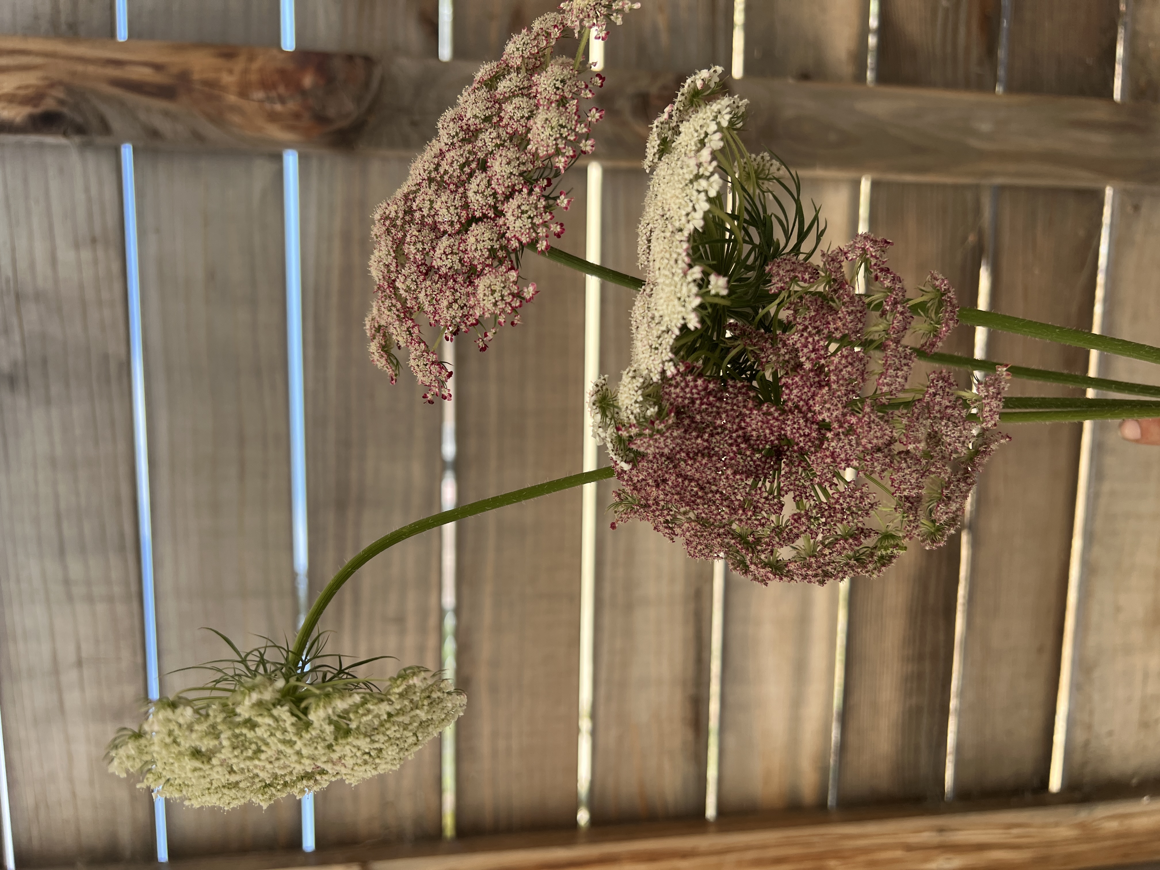 DAUCUS carota Dara
