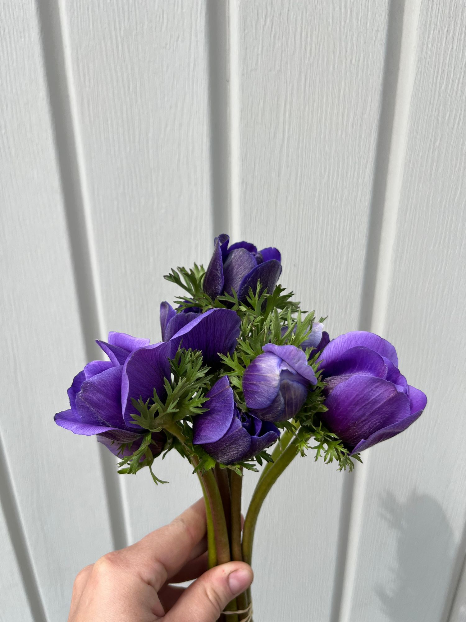 ANEMONE coronaria Mistral Azzuro