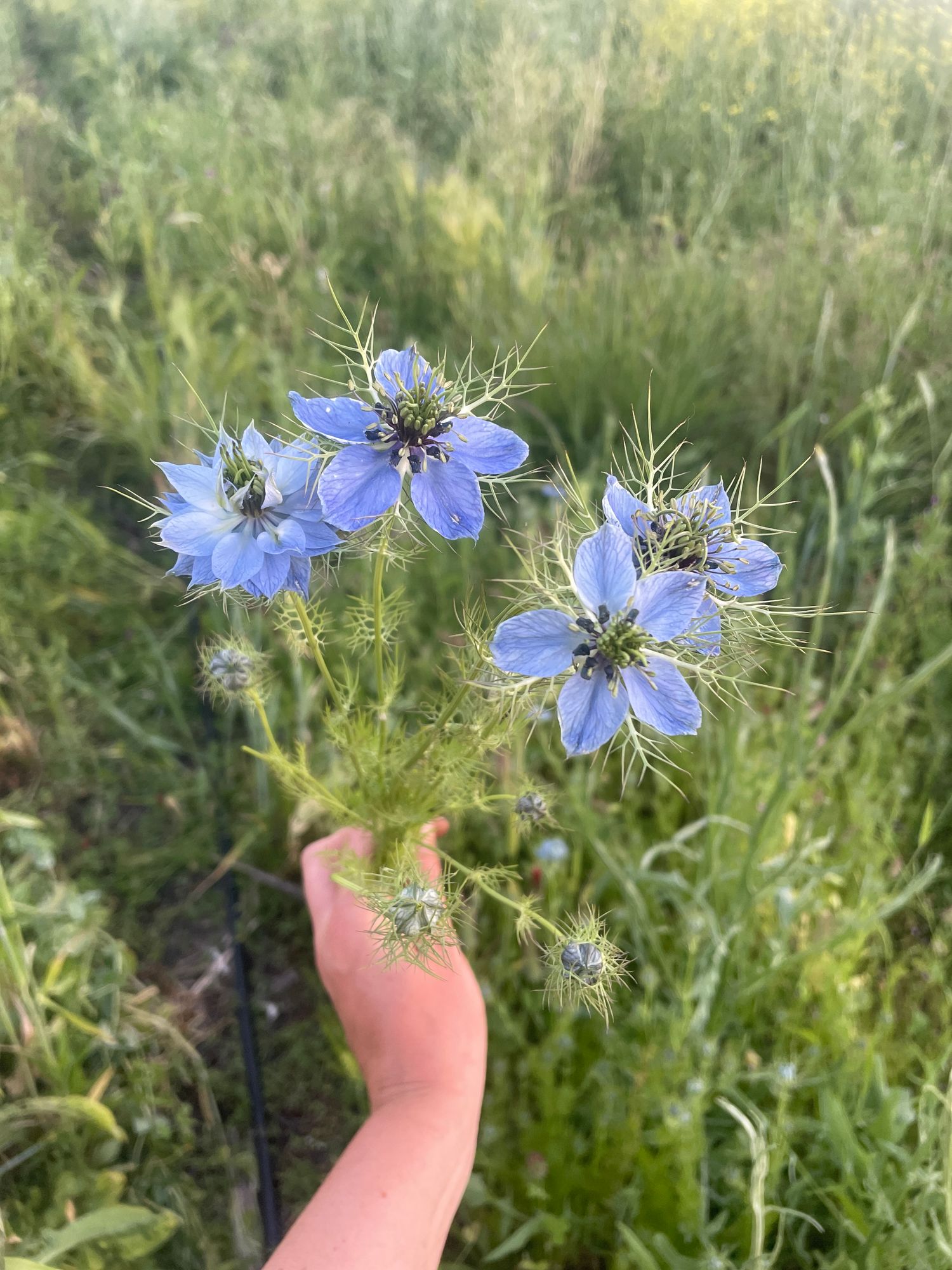 NIGELLA