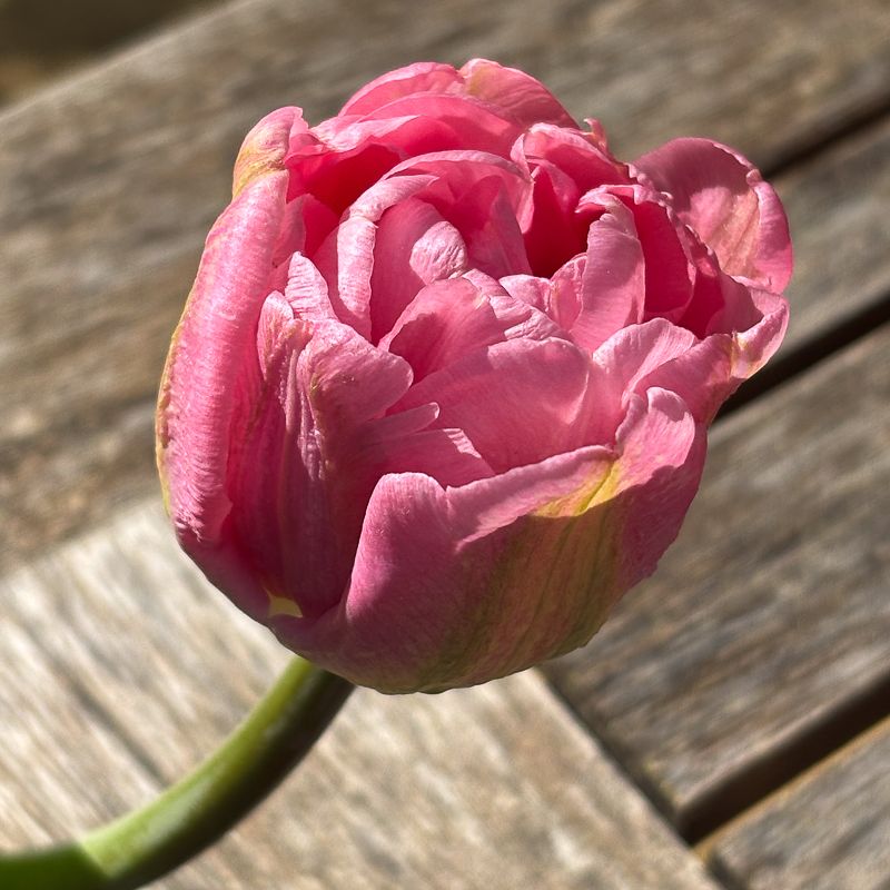 TULIPA Averyon