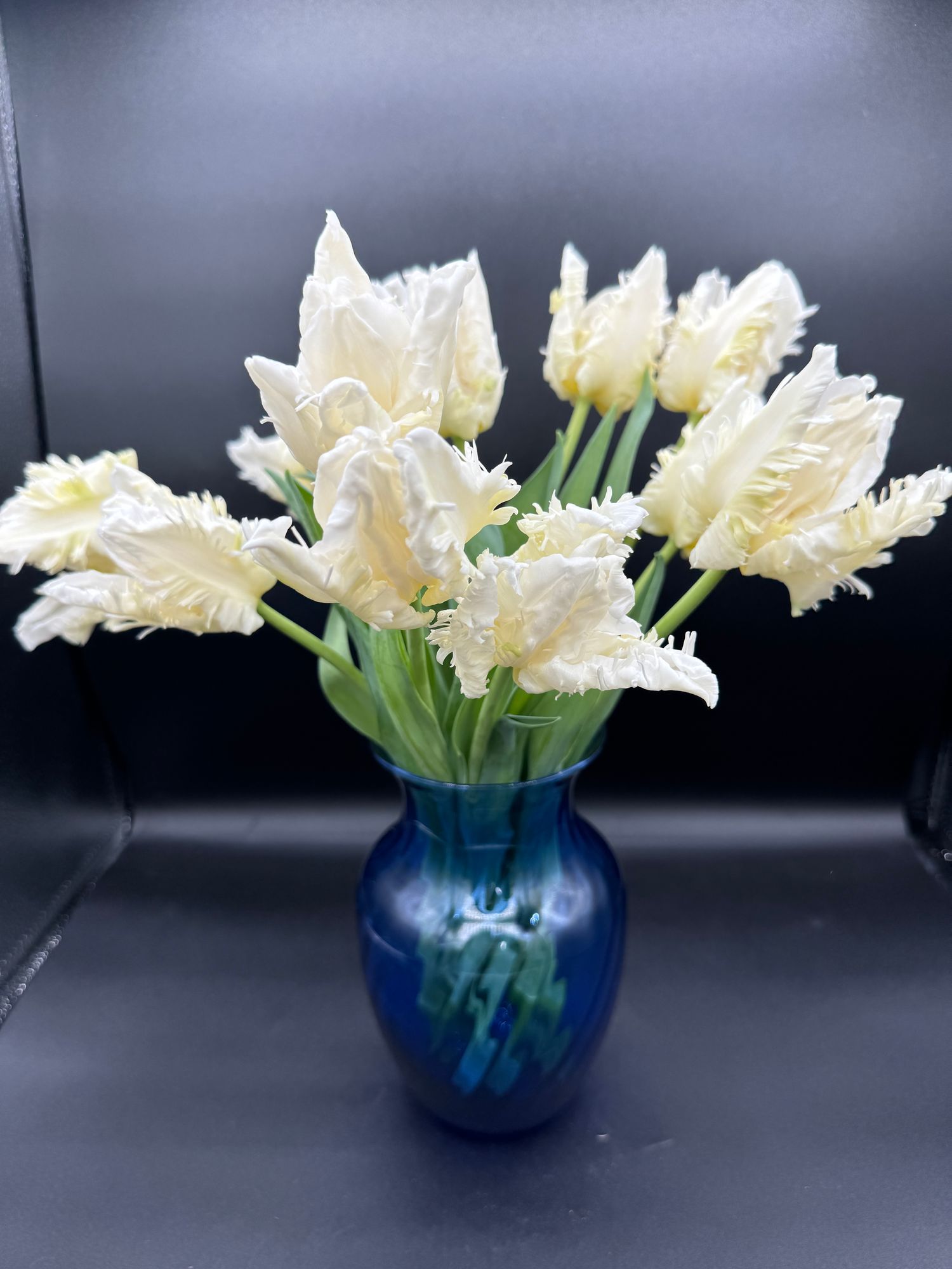 TULIPA Agrass Parrot