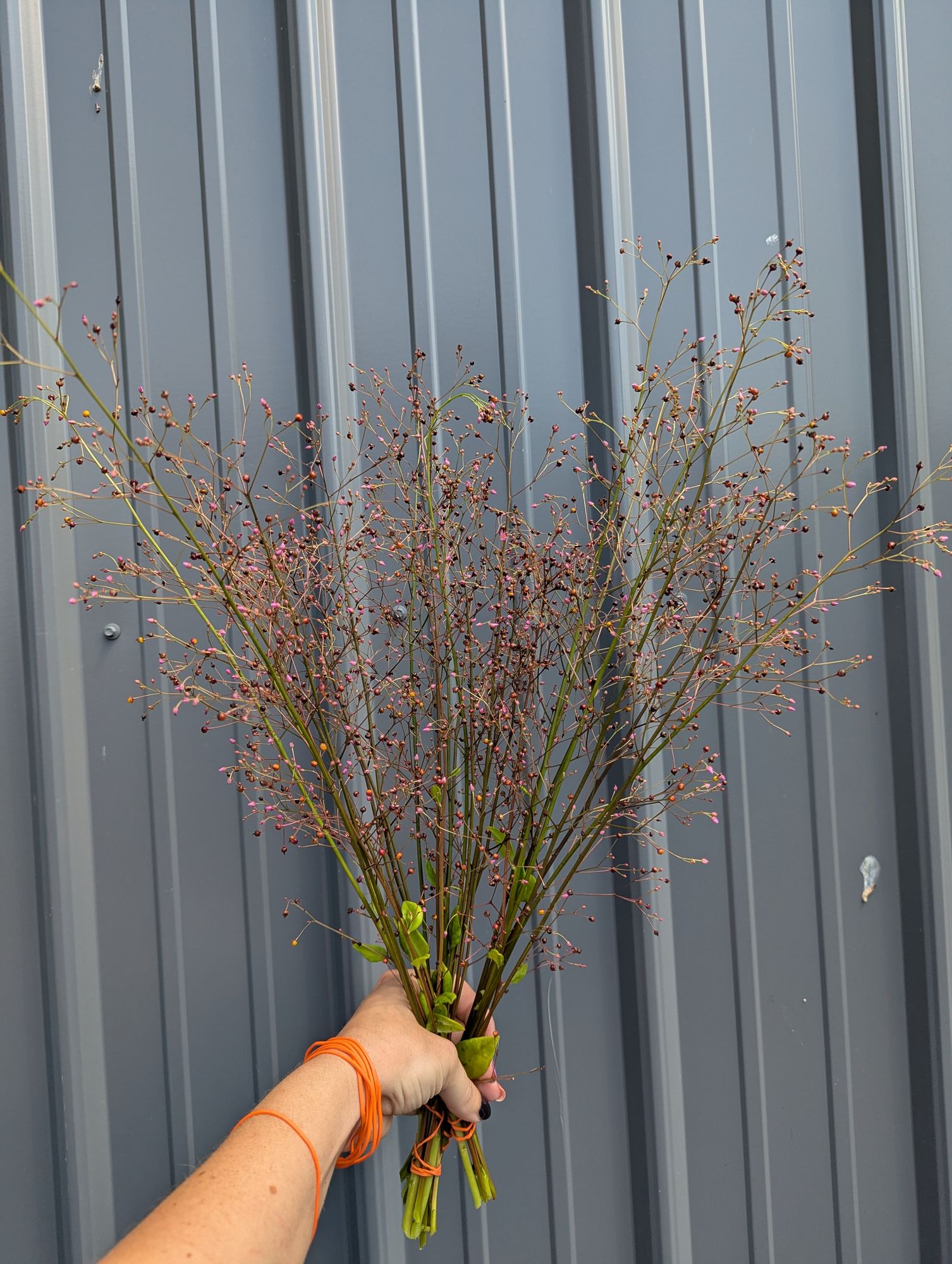 TALINUM paniculatum