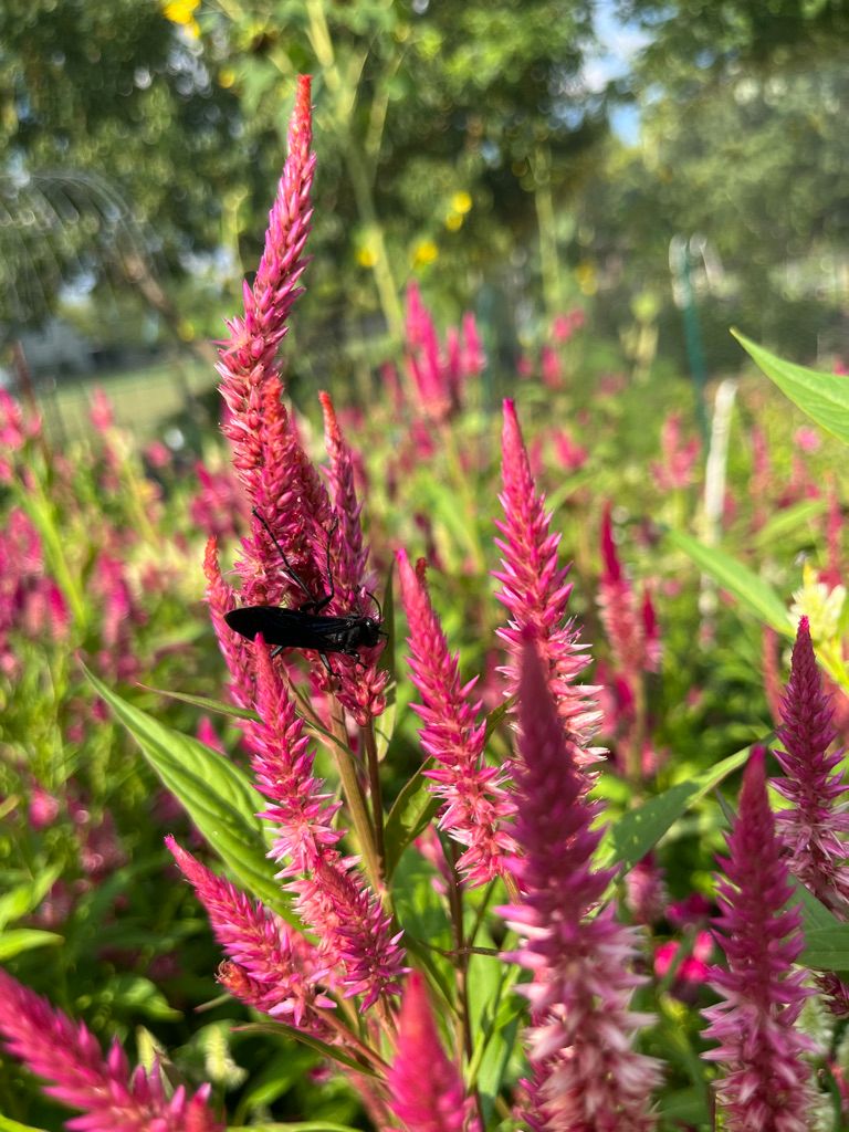 CELOSIA argentea var. plumosa Pampas Plume