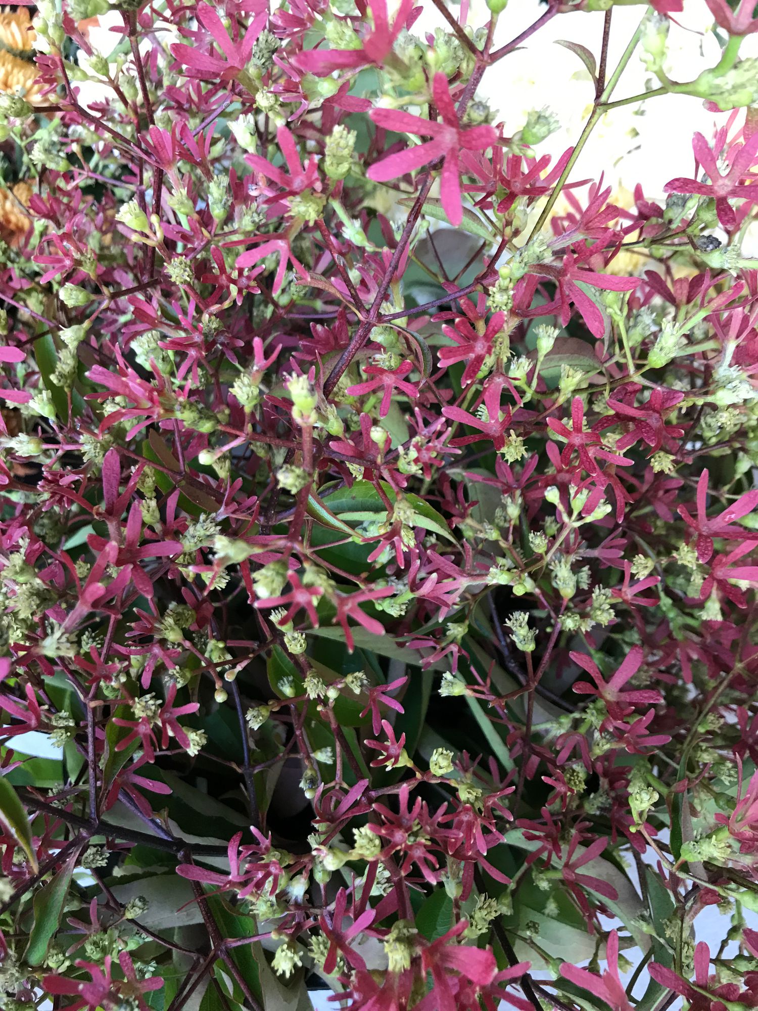 HEPTACODIUM miconioides