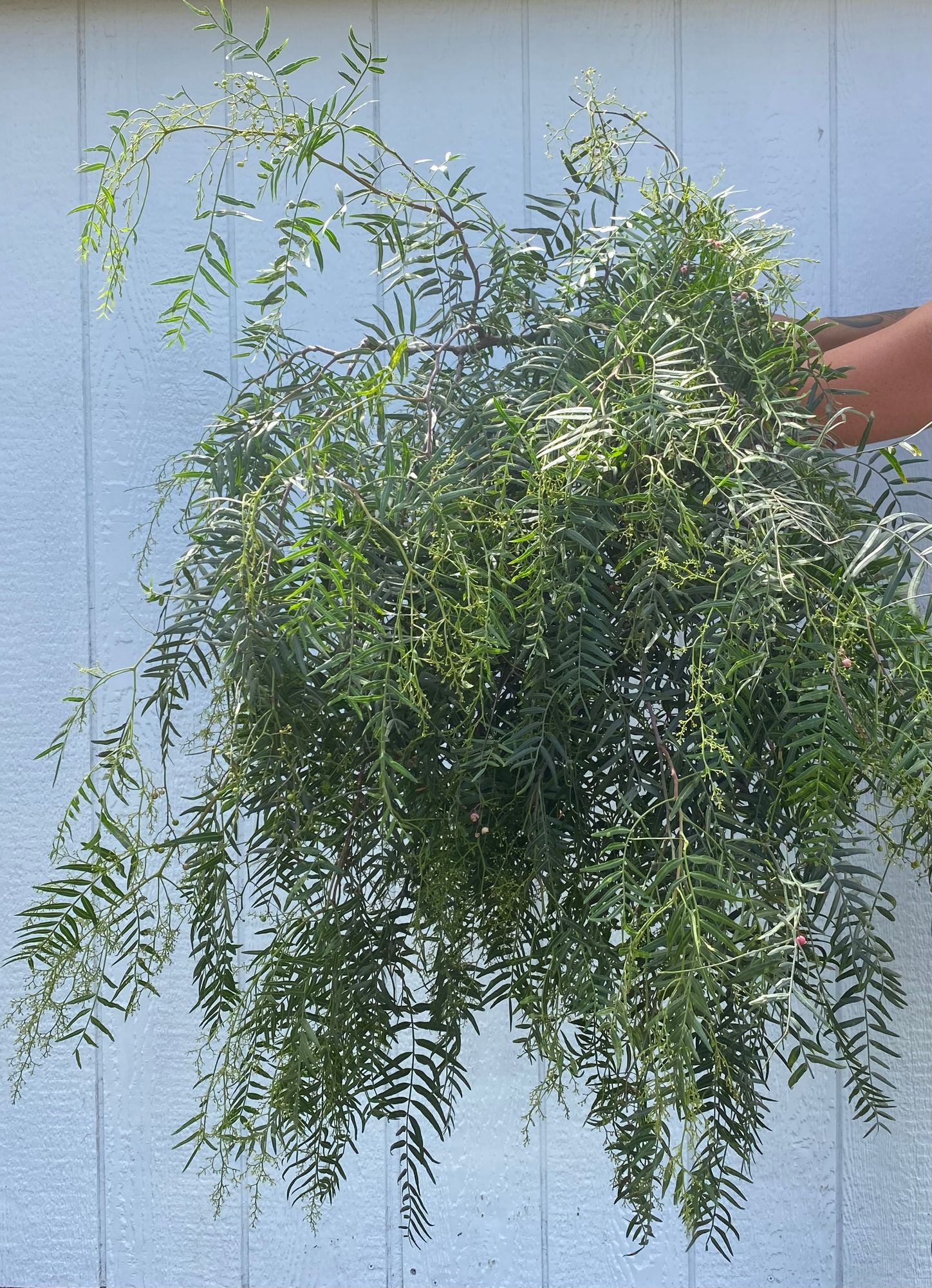 SCHINUS molle