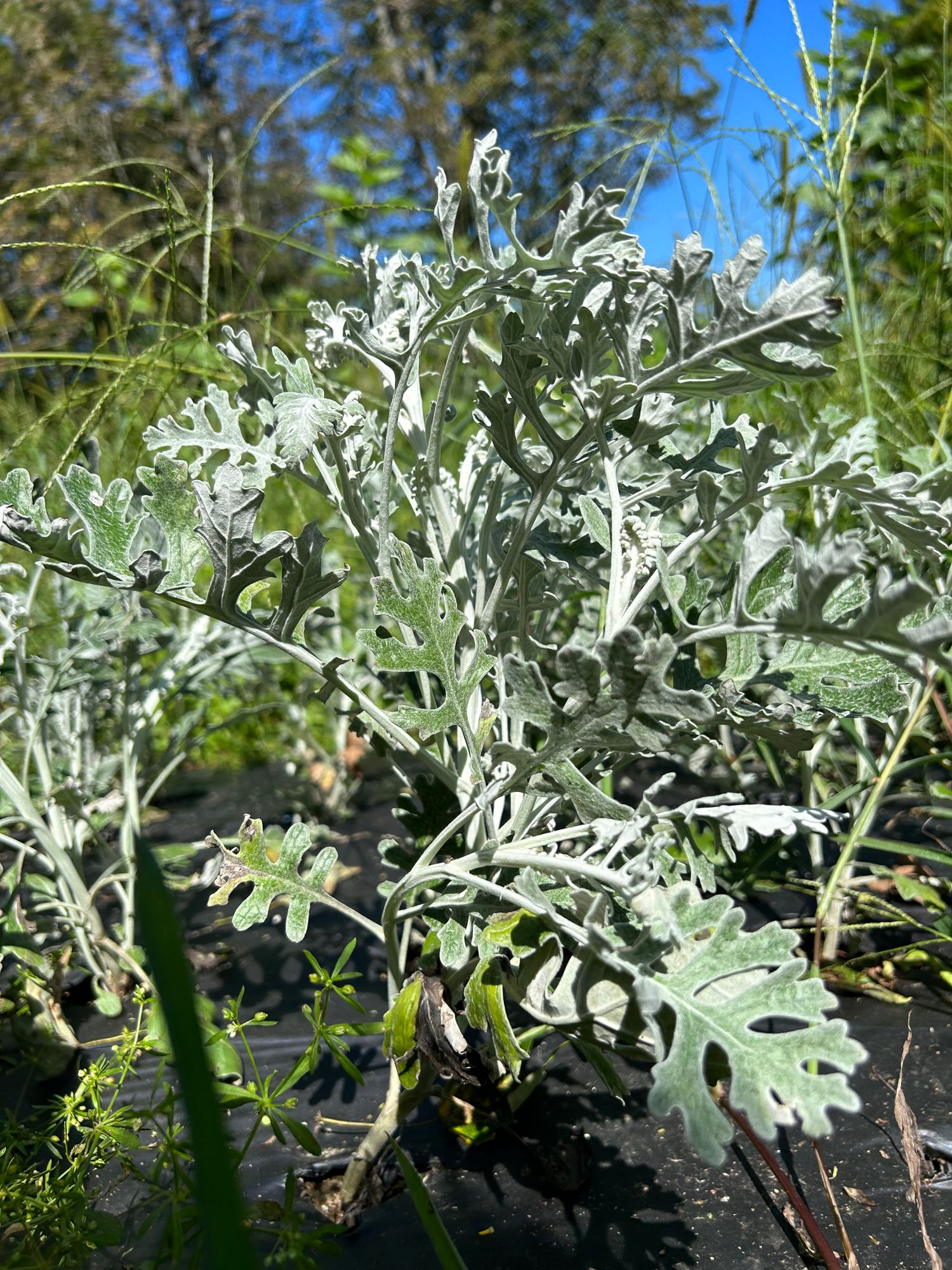 SENECIO cineraria New Look