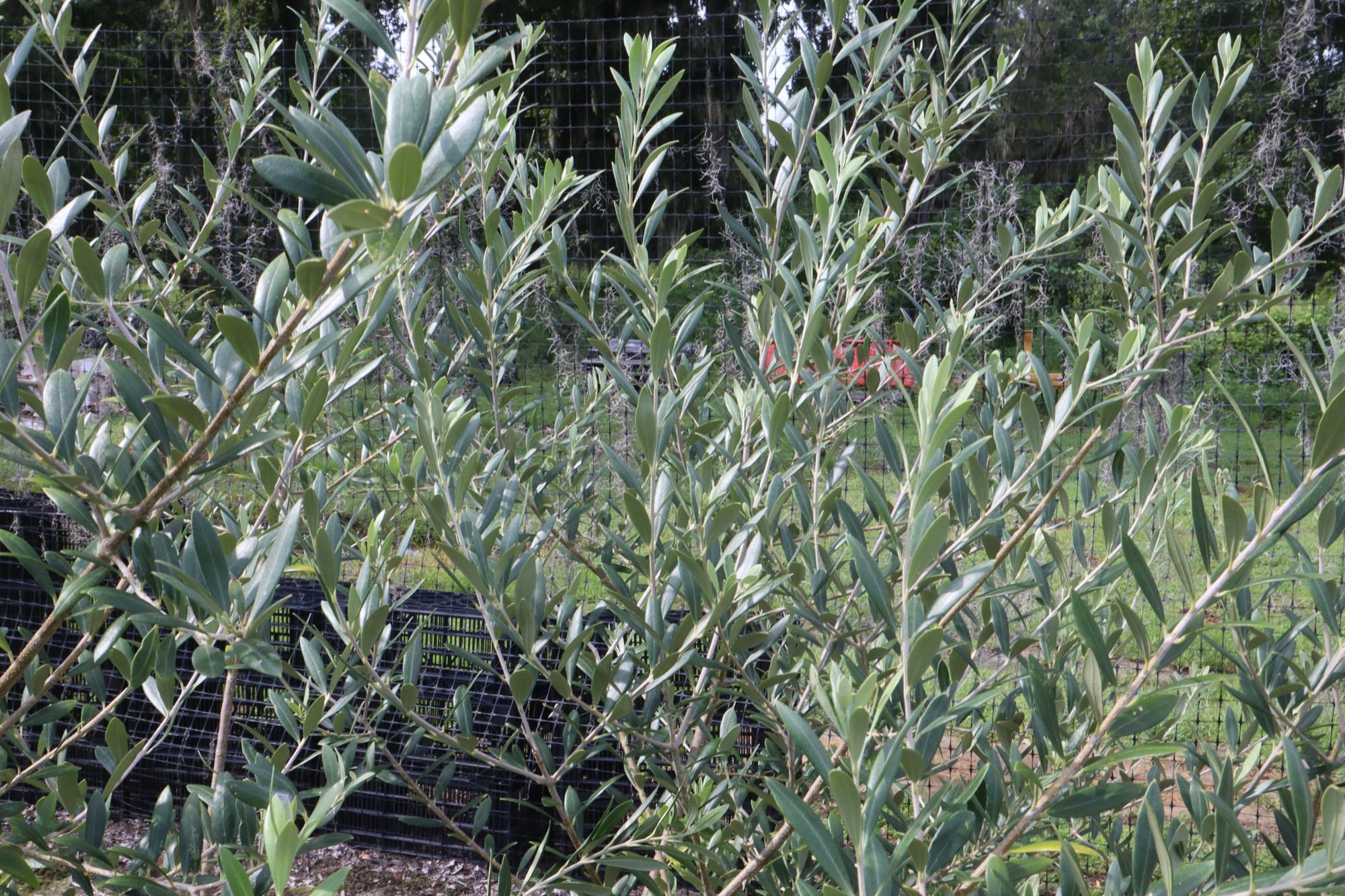 OLEA europaea