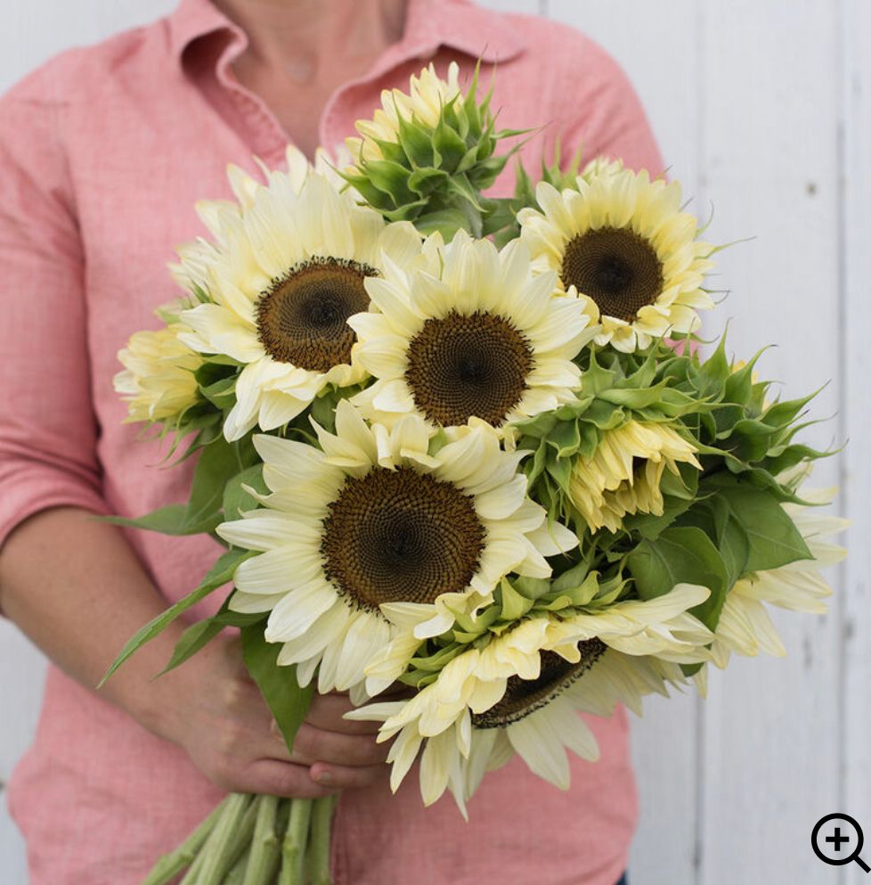 HELIANTHUS annuus ProCut White Nite
