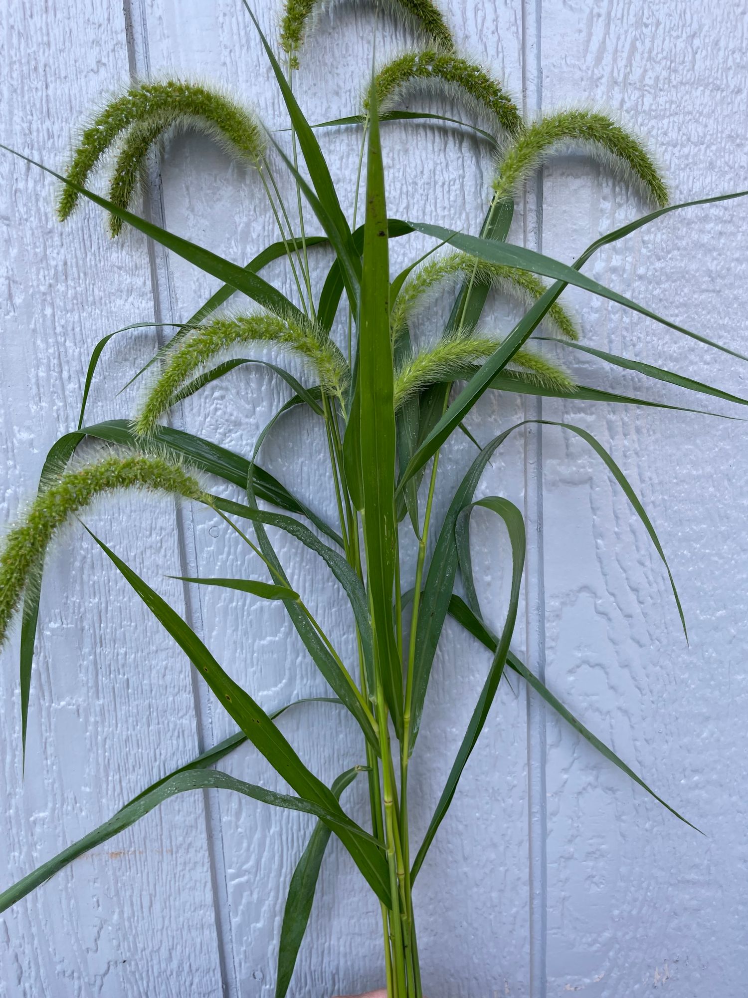 SETARIA viridis