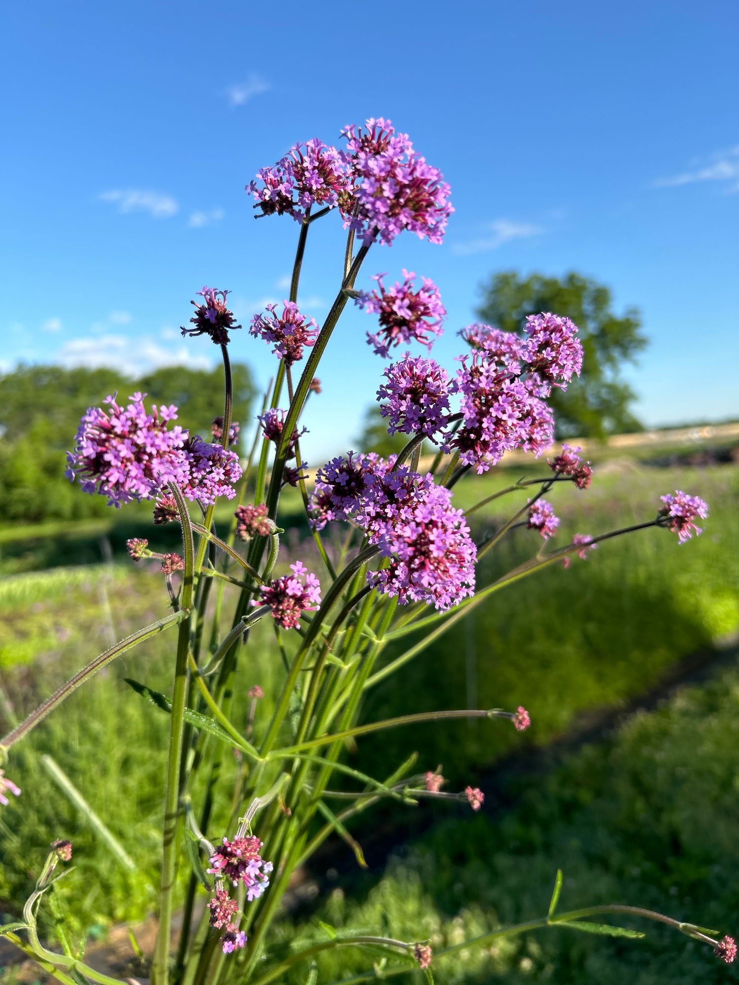 VERBENA bonariensis