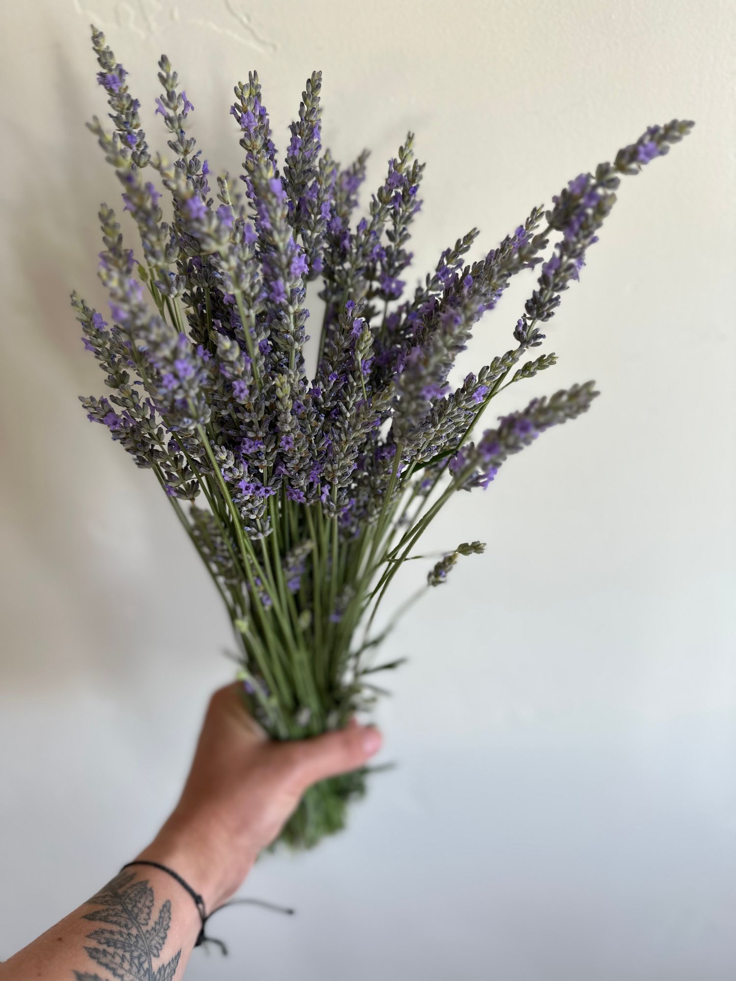 LAVANDULA