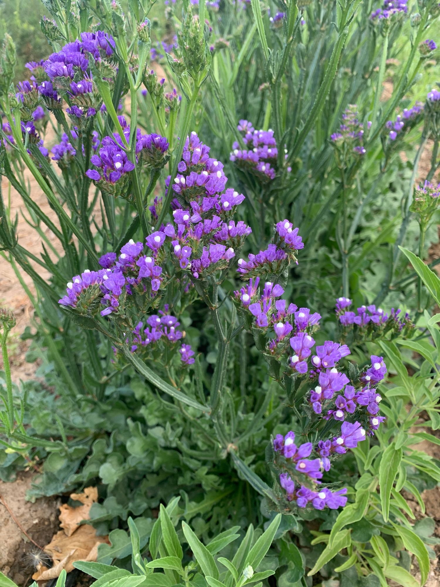 LIMONIUM sinuatum Seeker