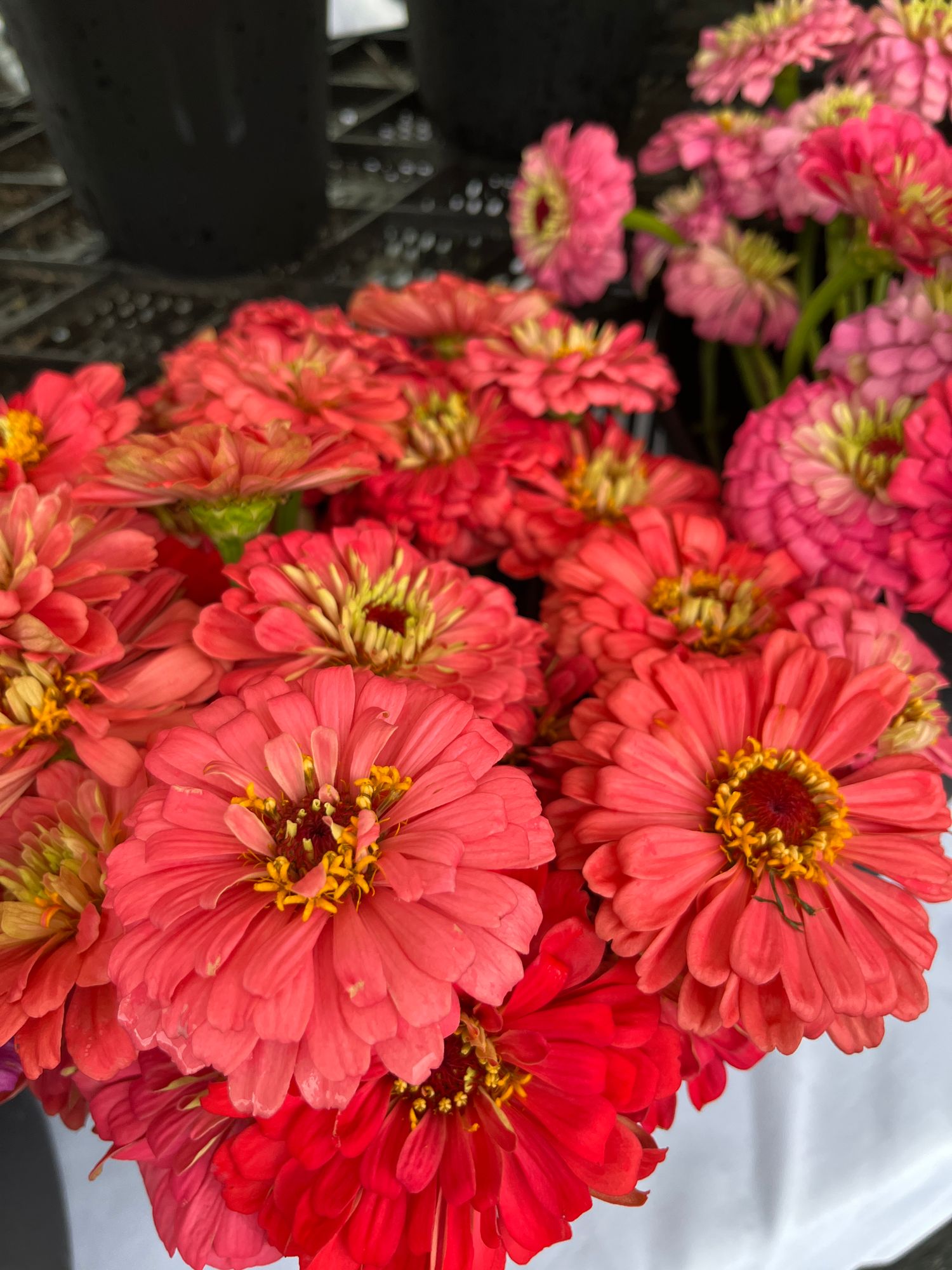 ZINNIA elegans Benarys Giant Coral