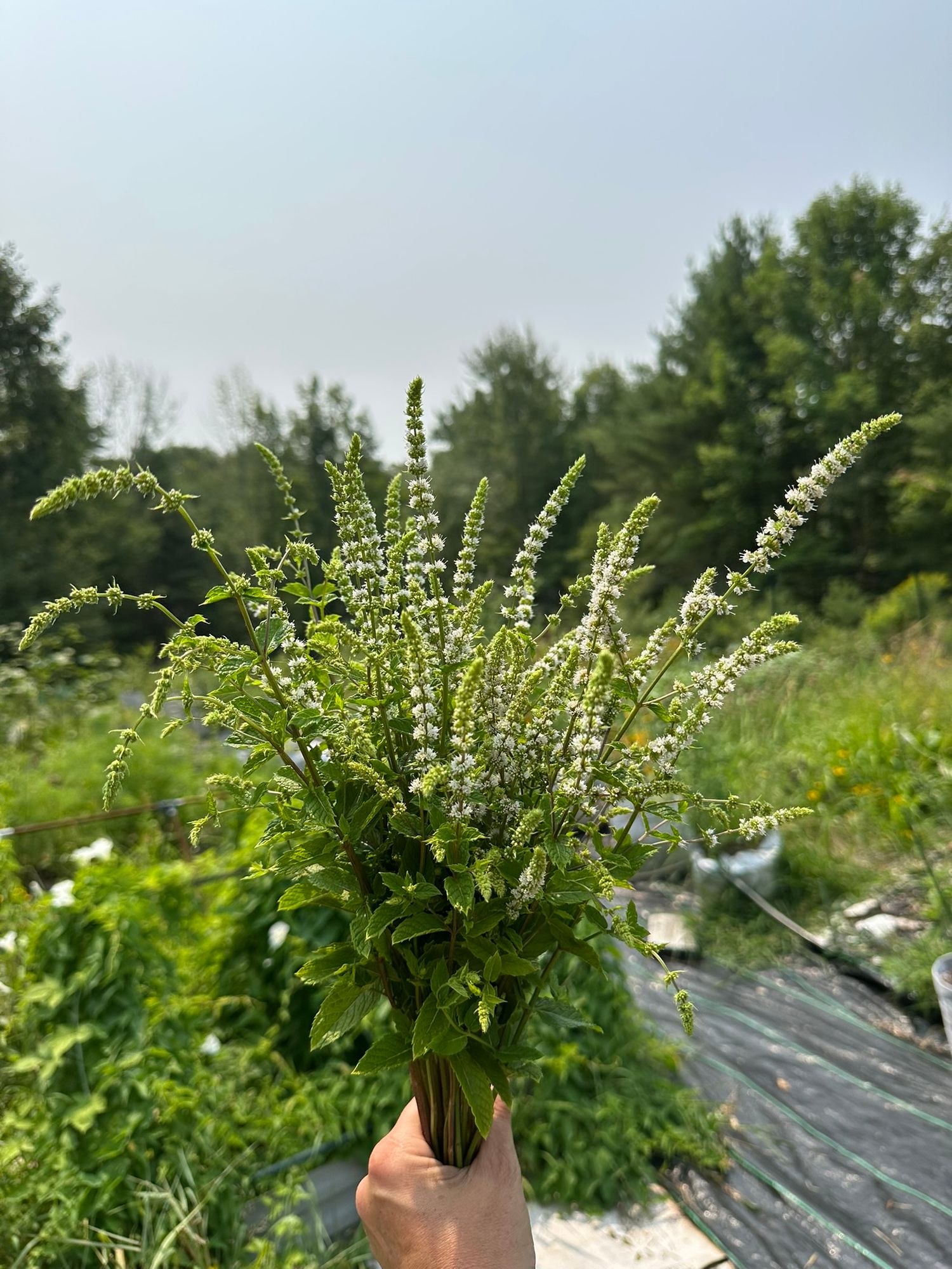 MENTHA Piperita-Hybr.
