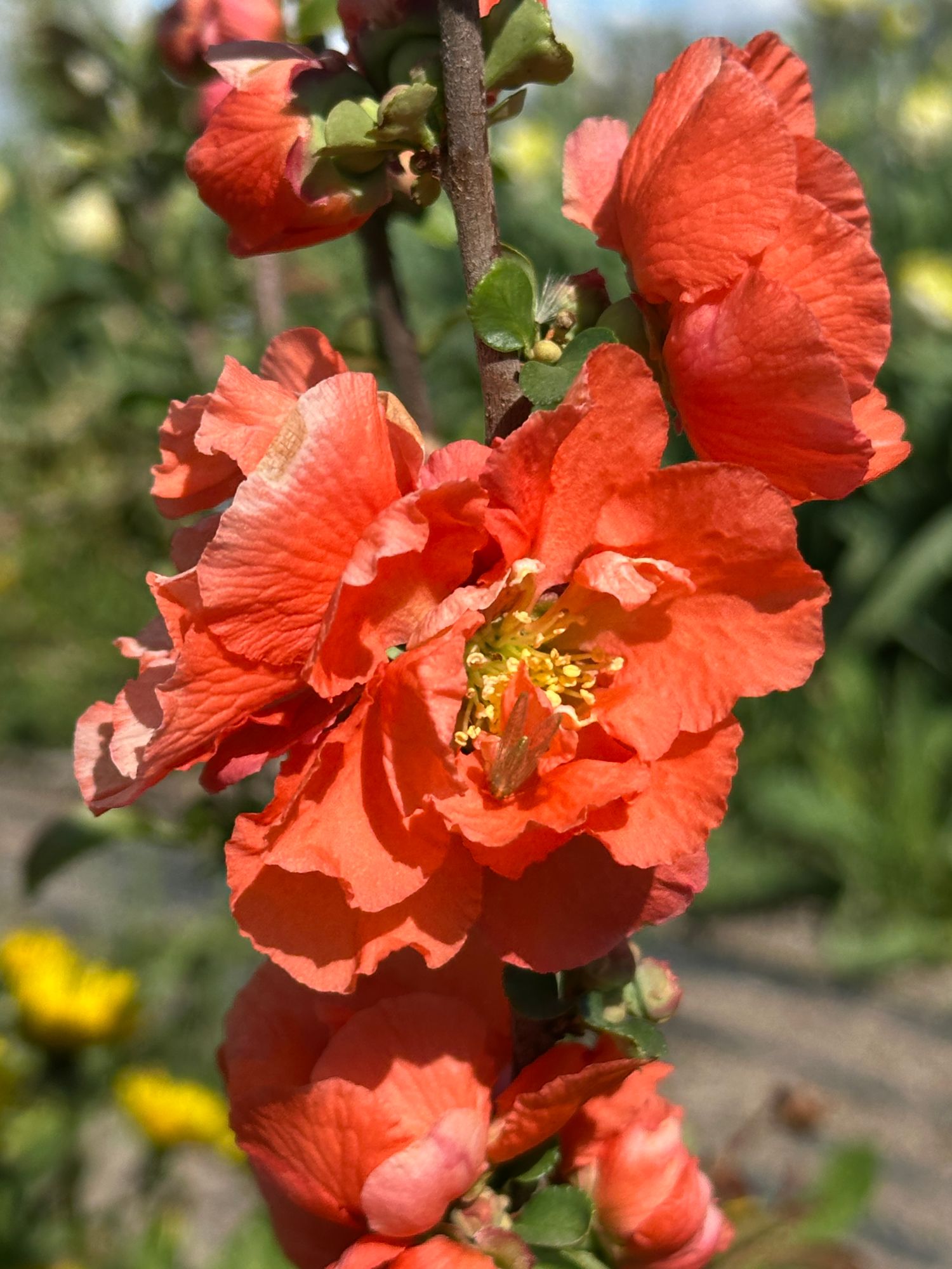 CHAENOMELES speciosa Double Take Peach