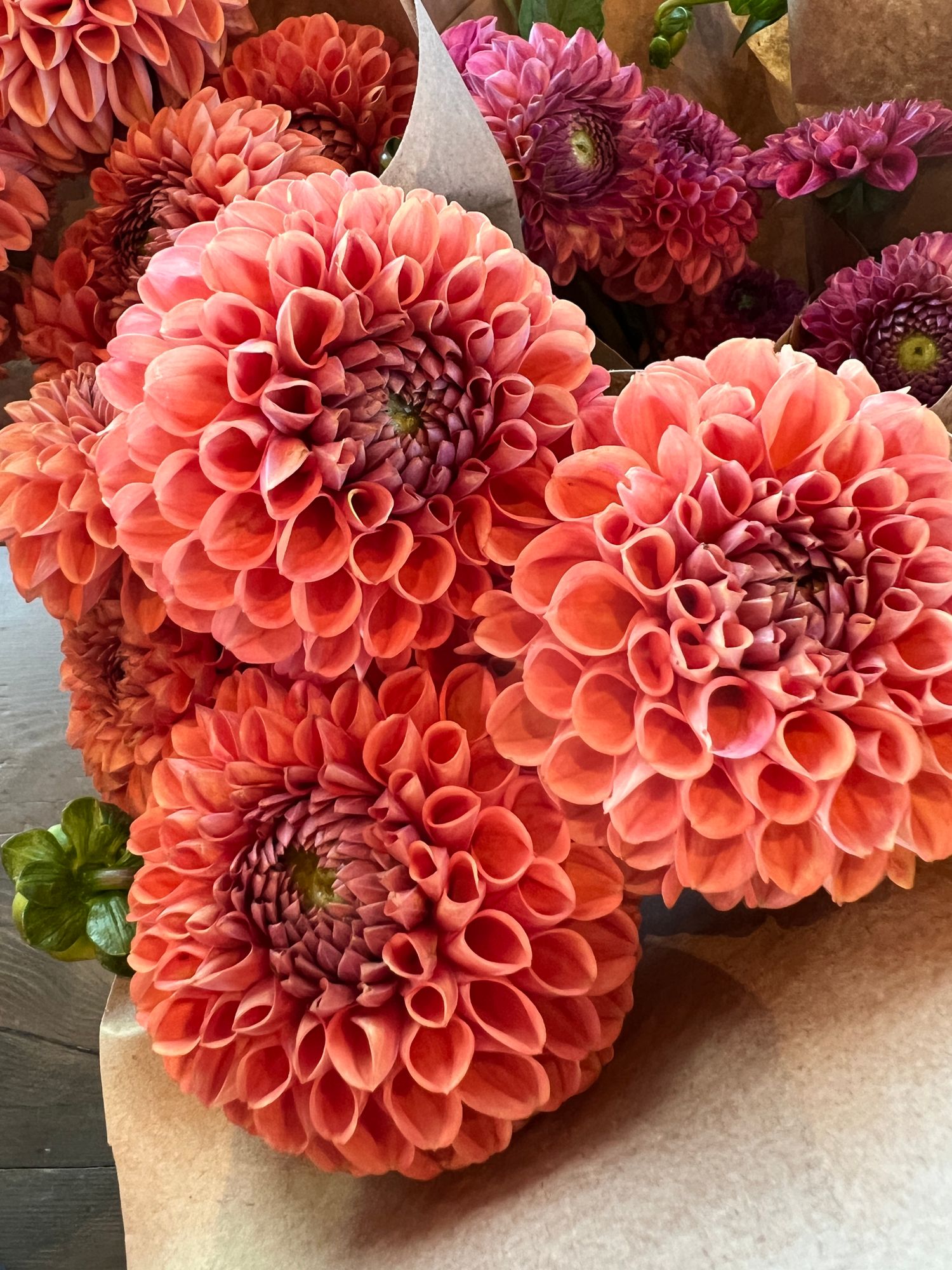DAHLIA Cornel Bronze