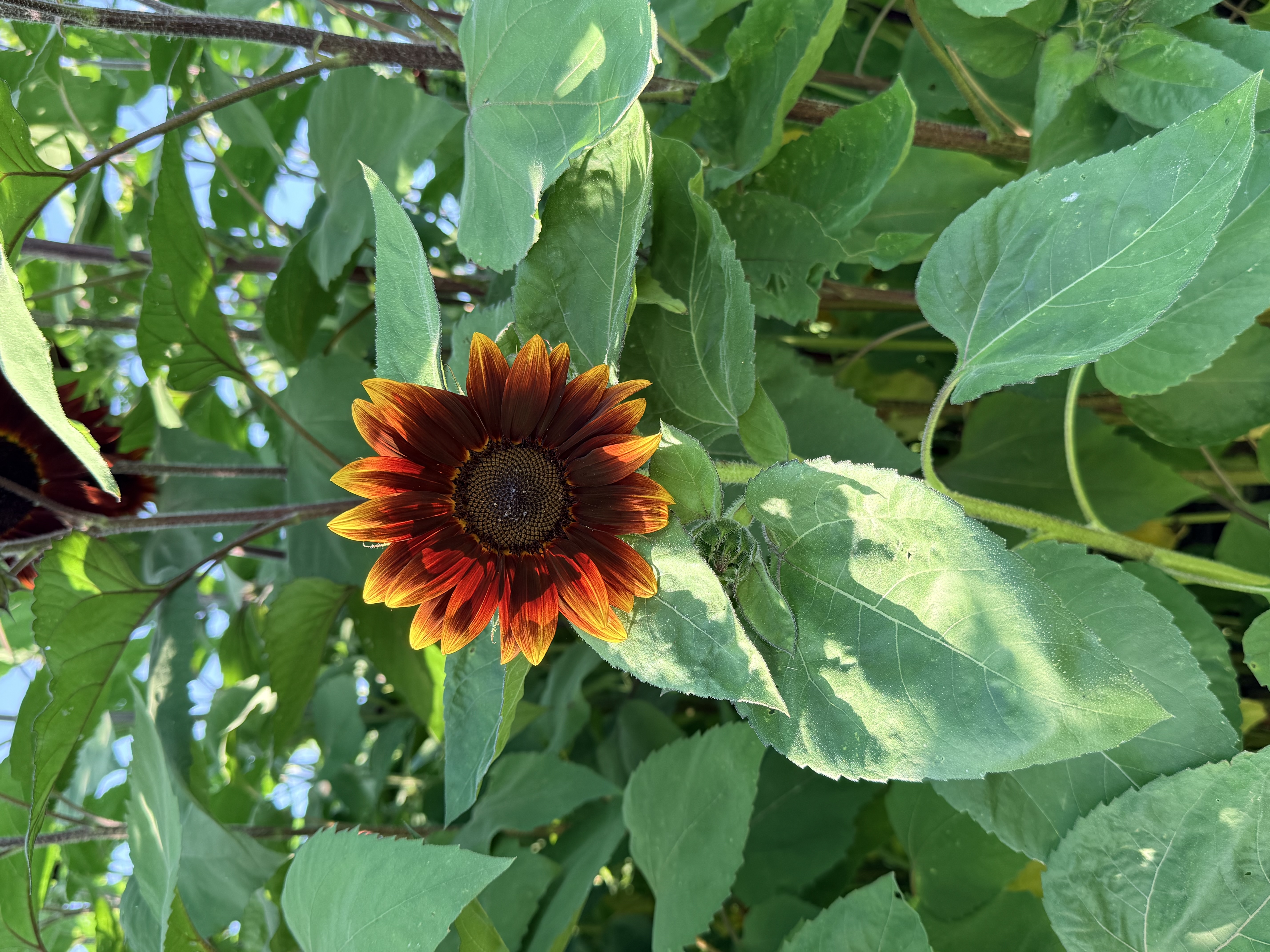 HELIANTHUS annuus