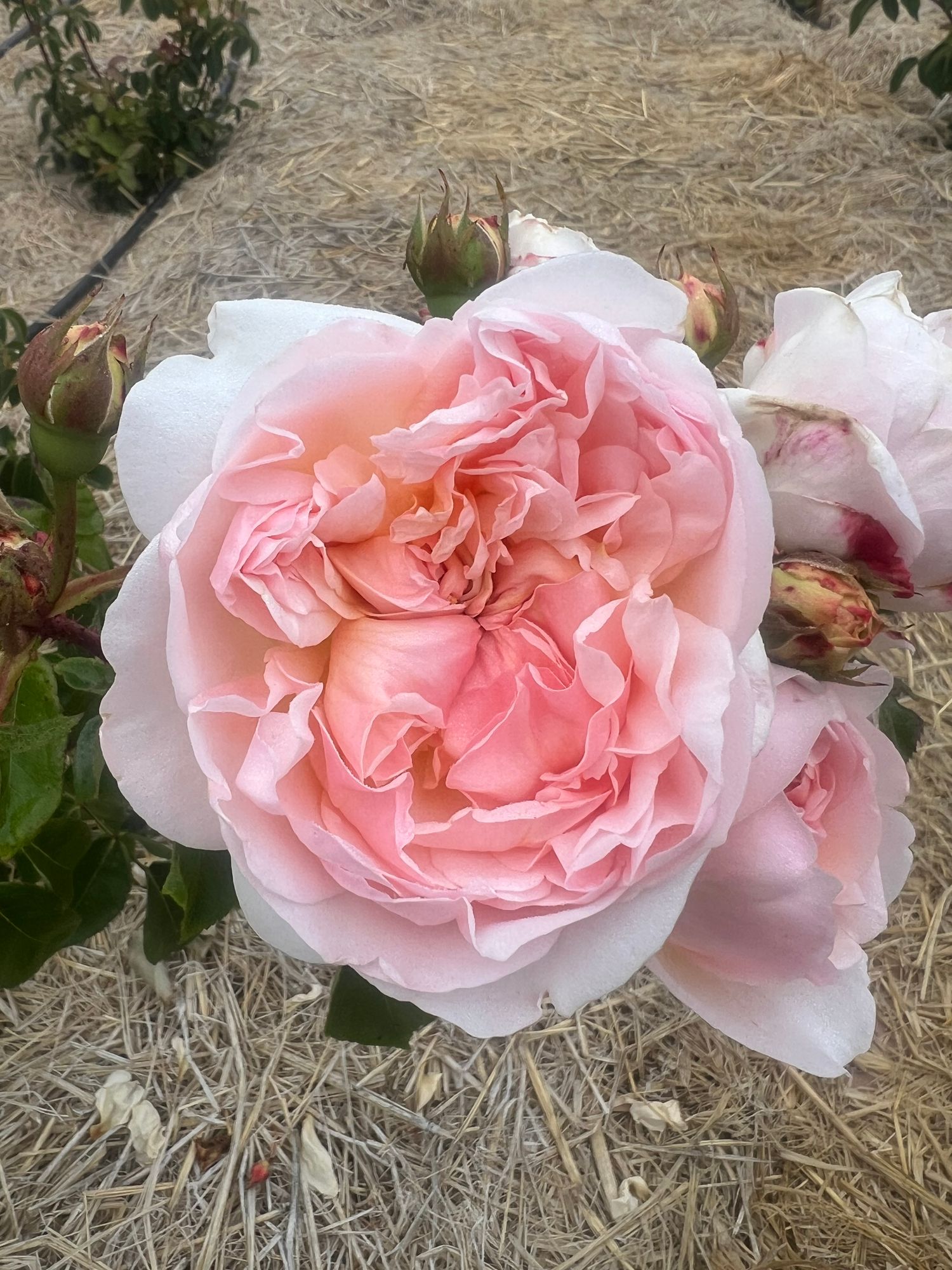 ROSA hybrida Evelyn