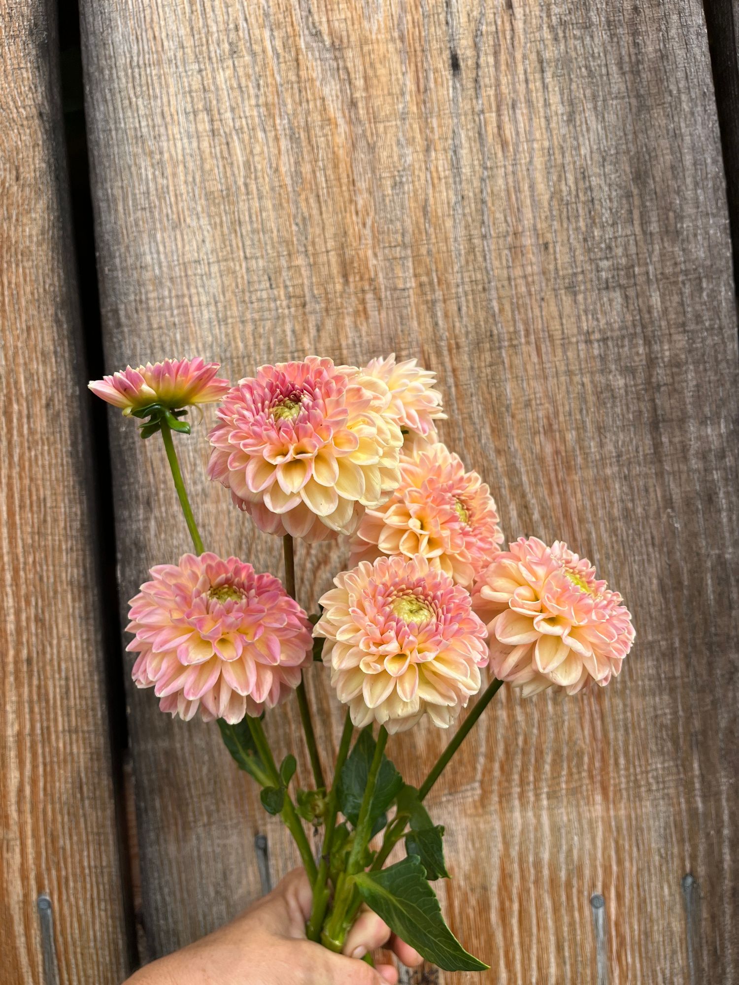 DAHLIA Rock Run Ashley