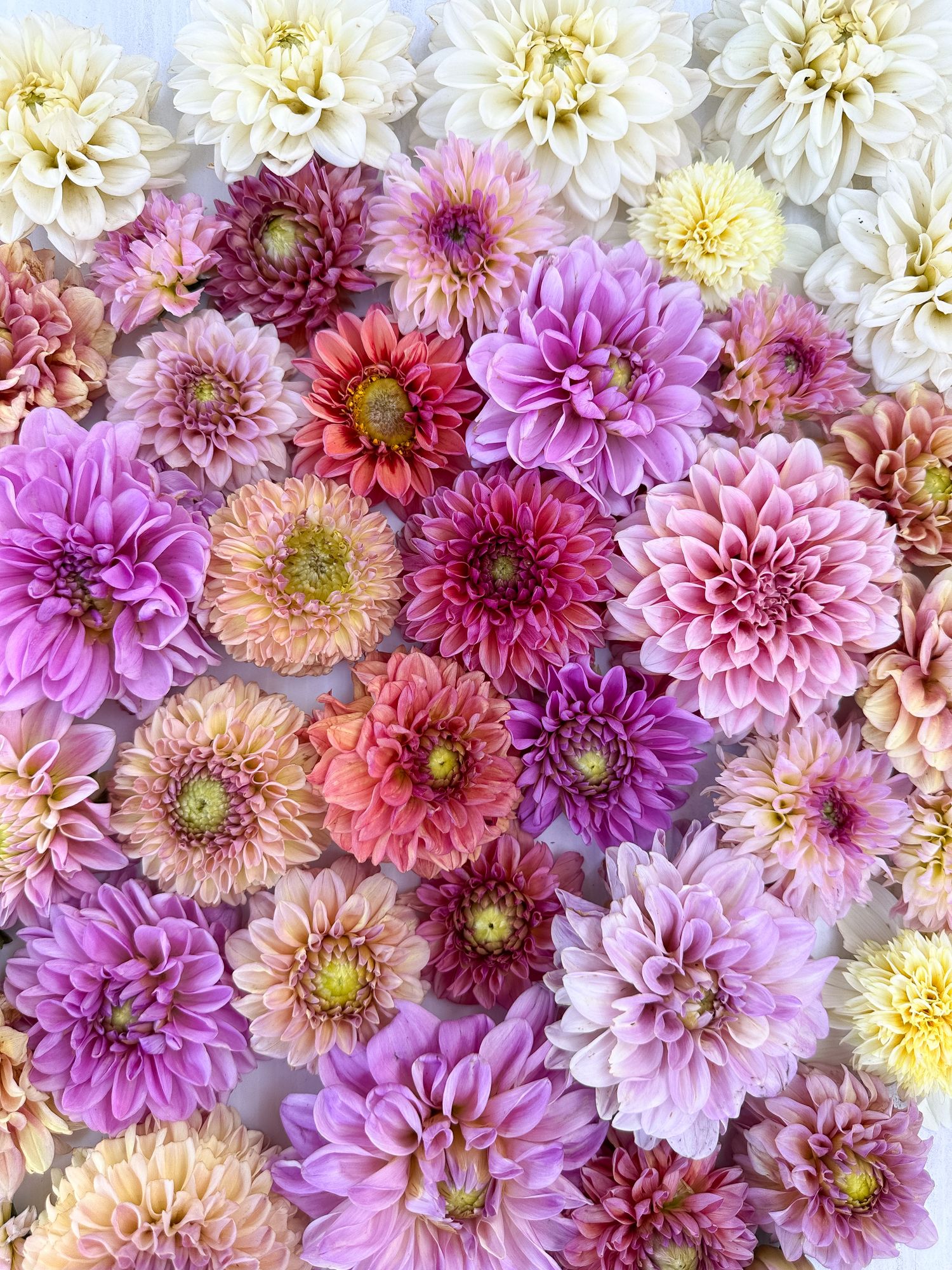 DAHLIA