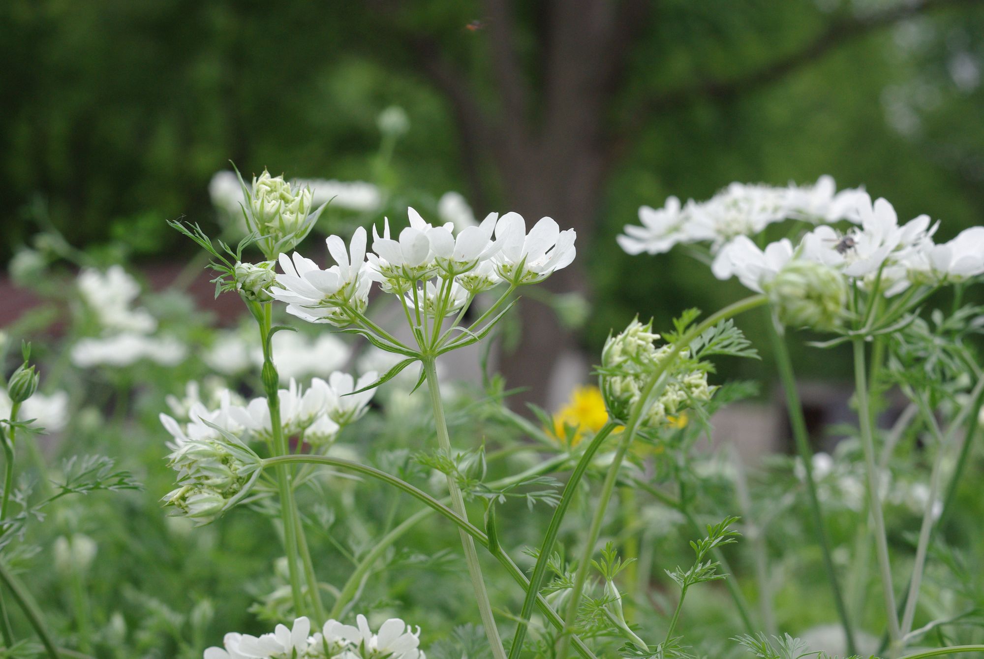 ORLAYA grandiflora