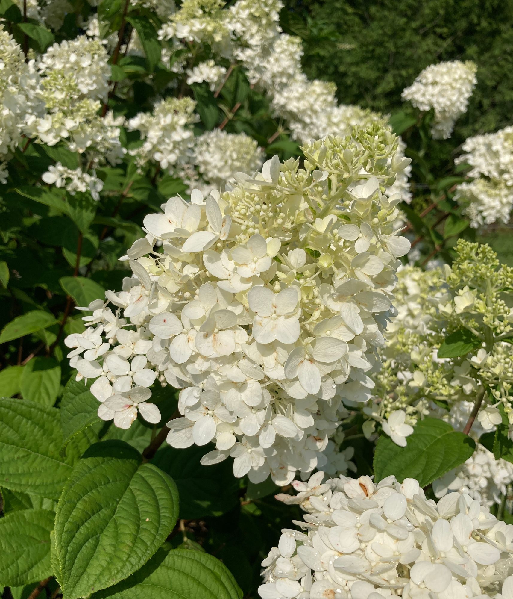 HYDRANGEA paniculata Firelight