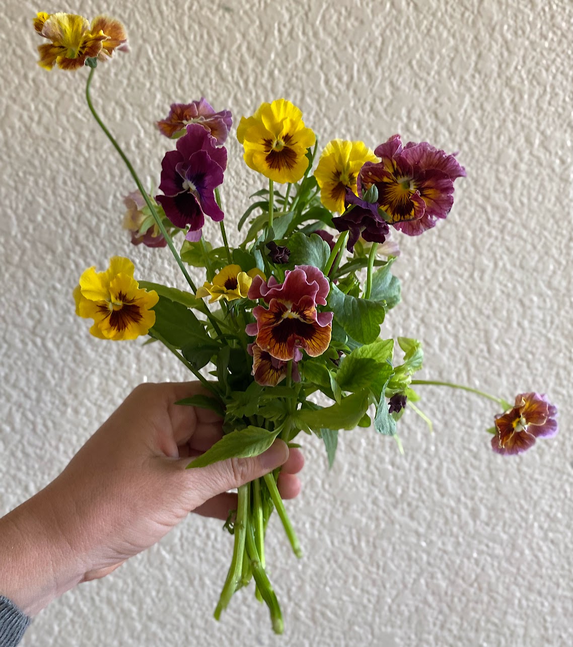 VIOLA x wittrockiana Flamenco Terracotta