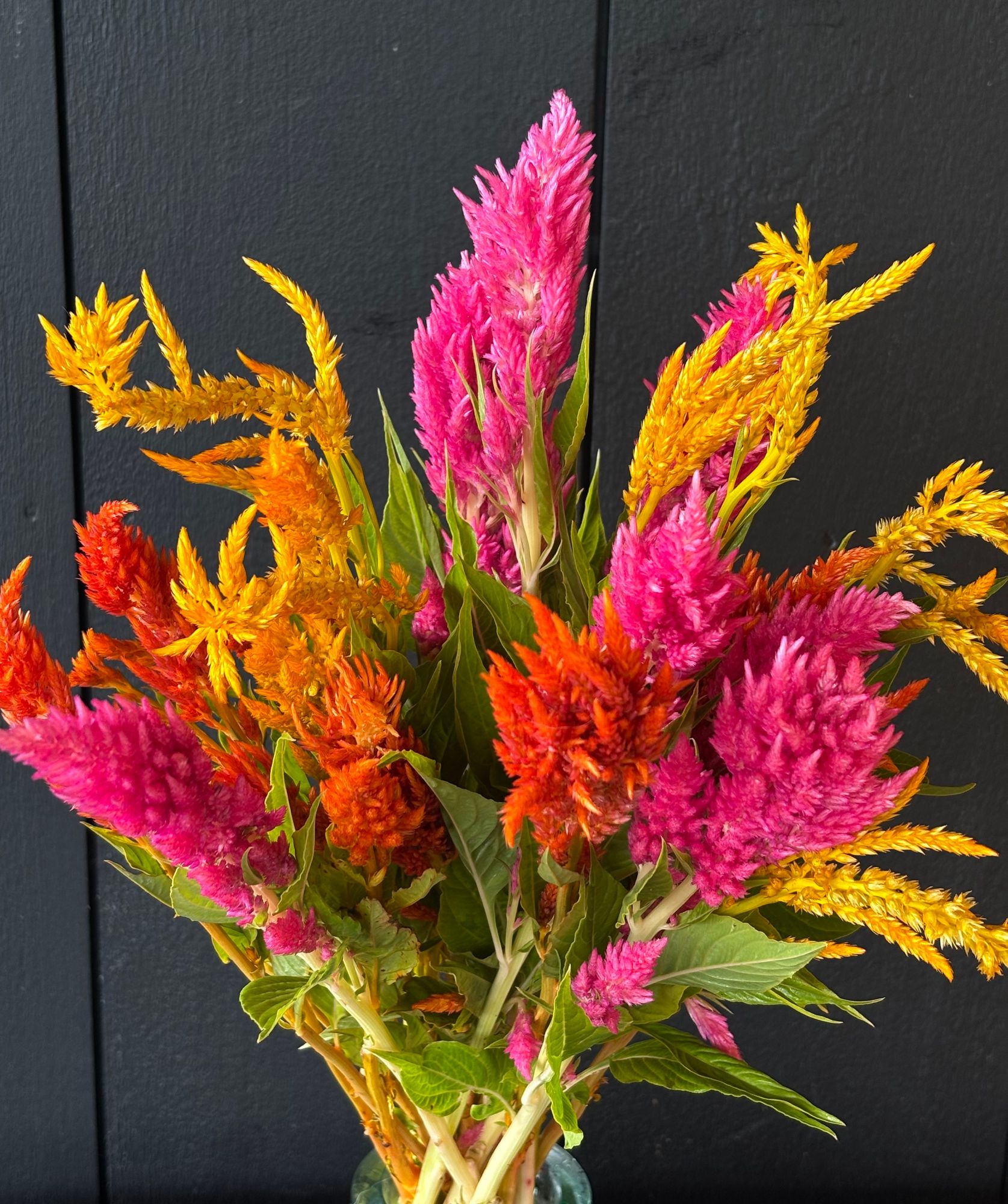 CELOSIA argentea