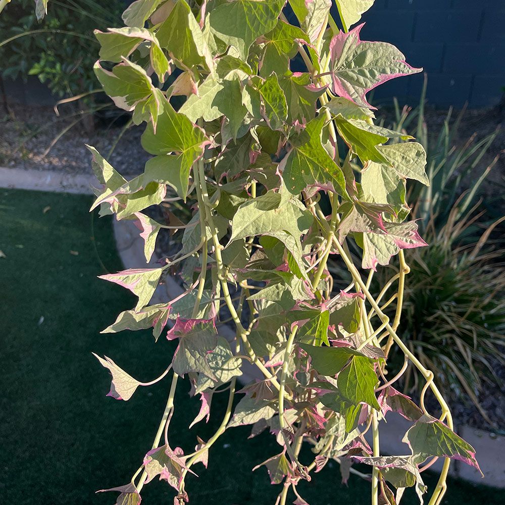 IPOMOEA x batata