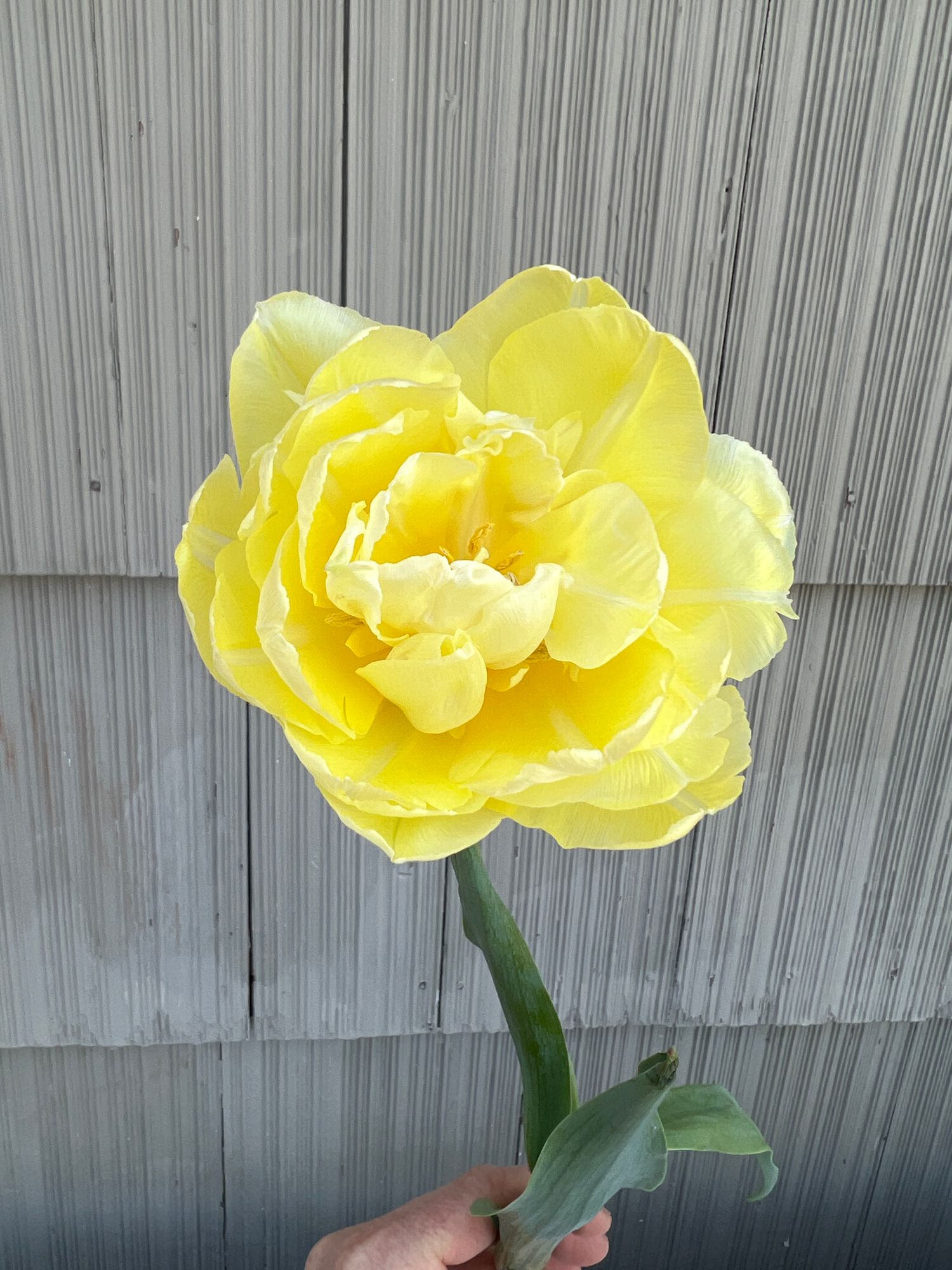 TULIPA Verona