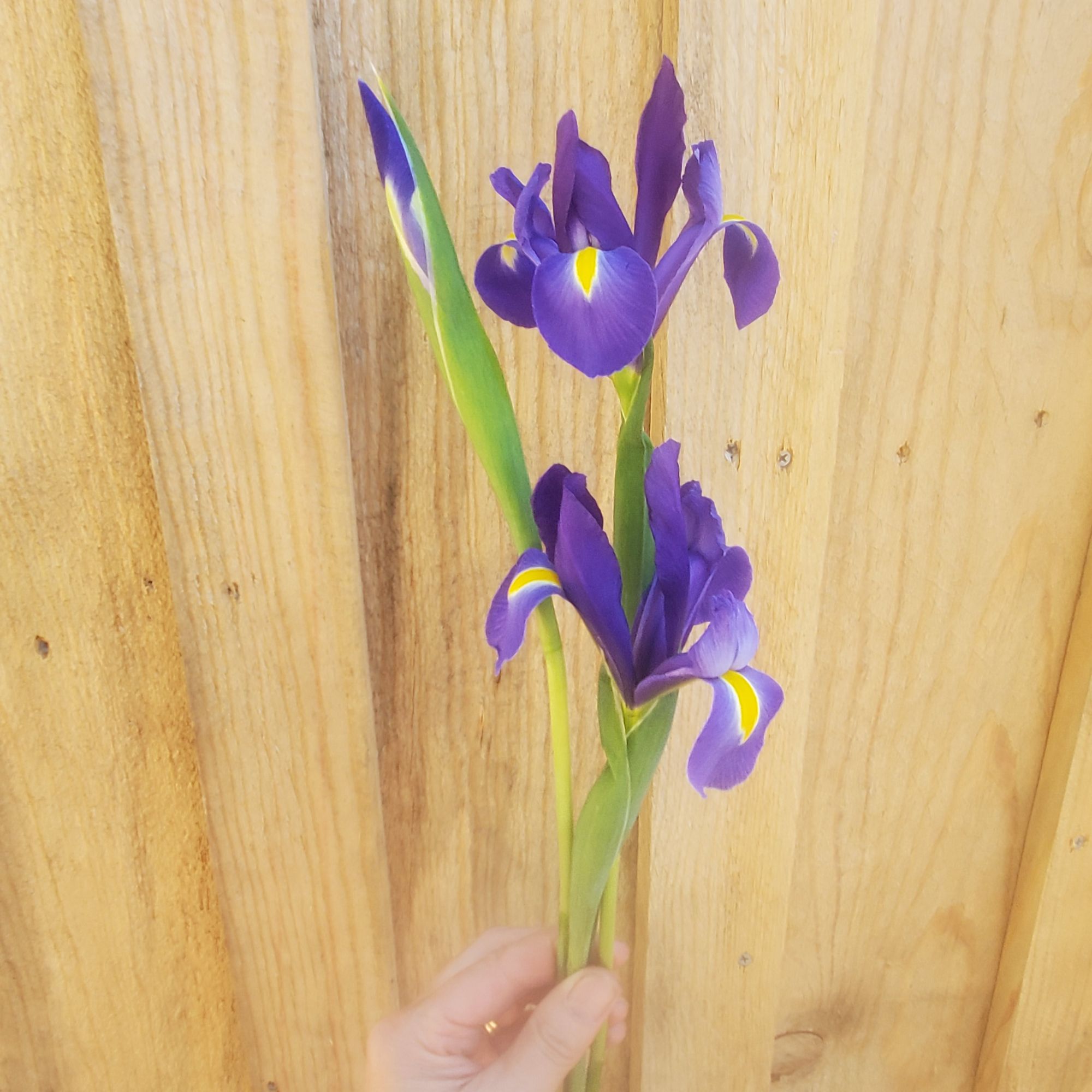 IRIS hollandica Sapphire Beauty