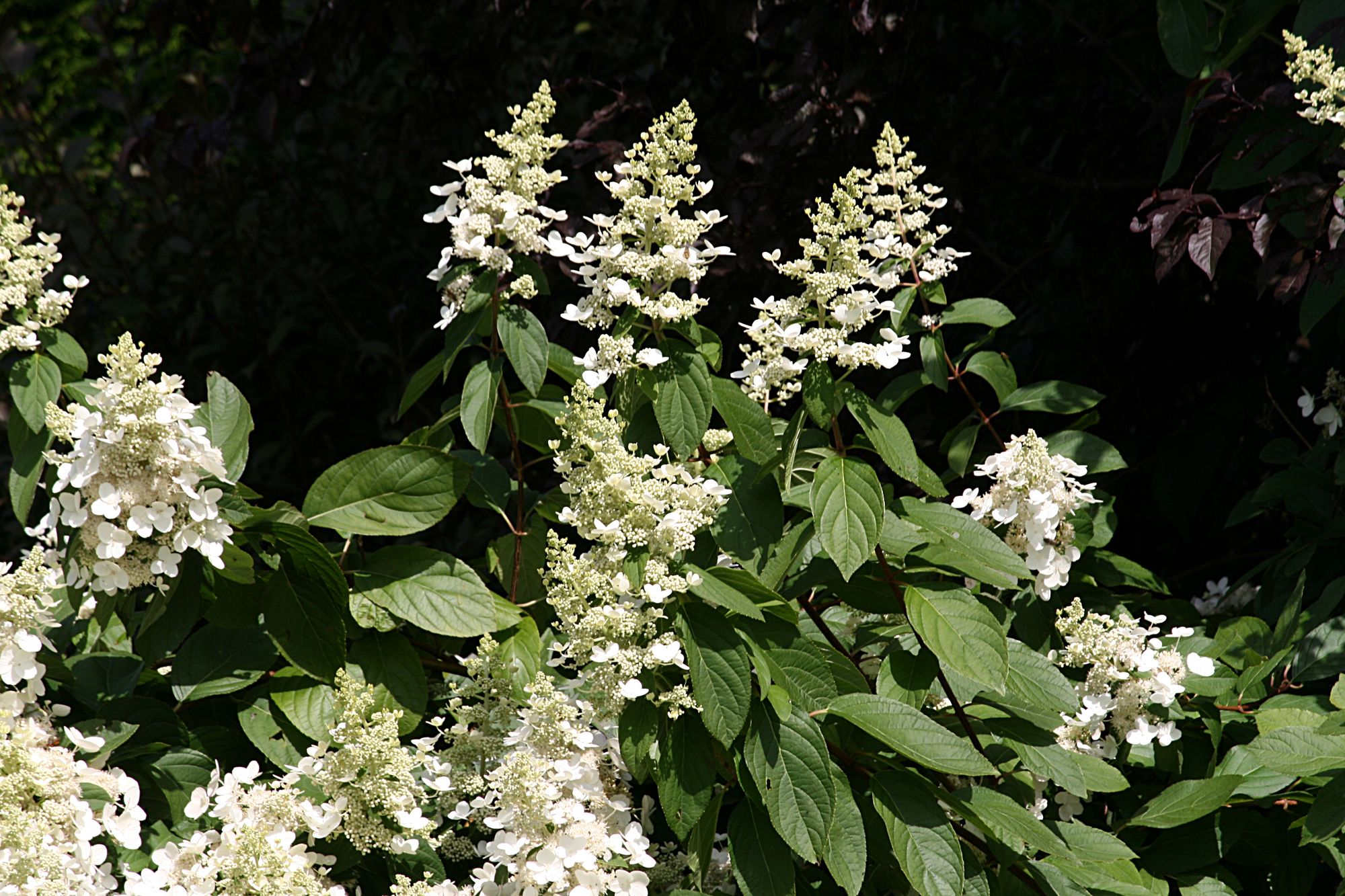 HYDRANGEA paniculata