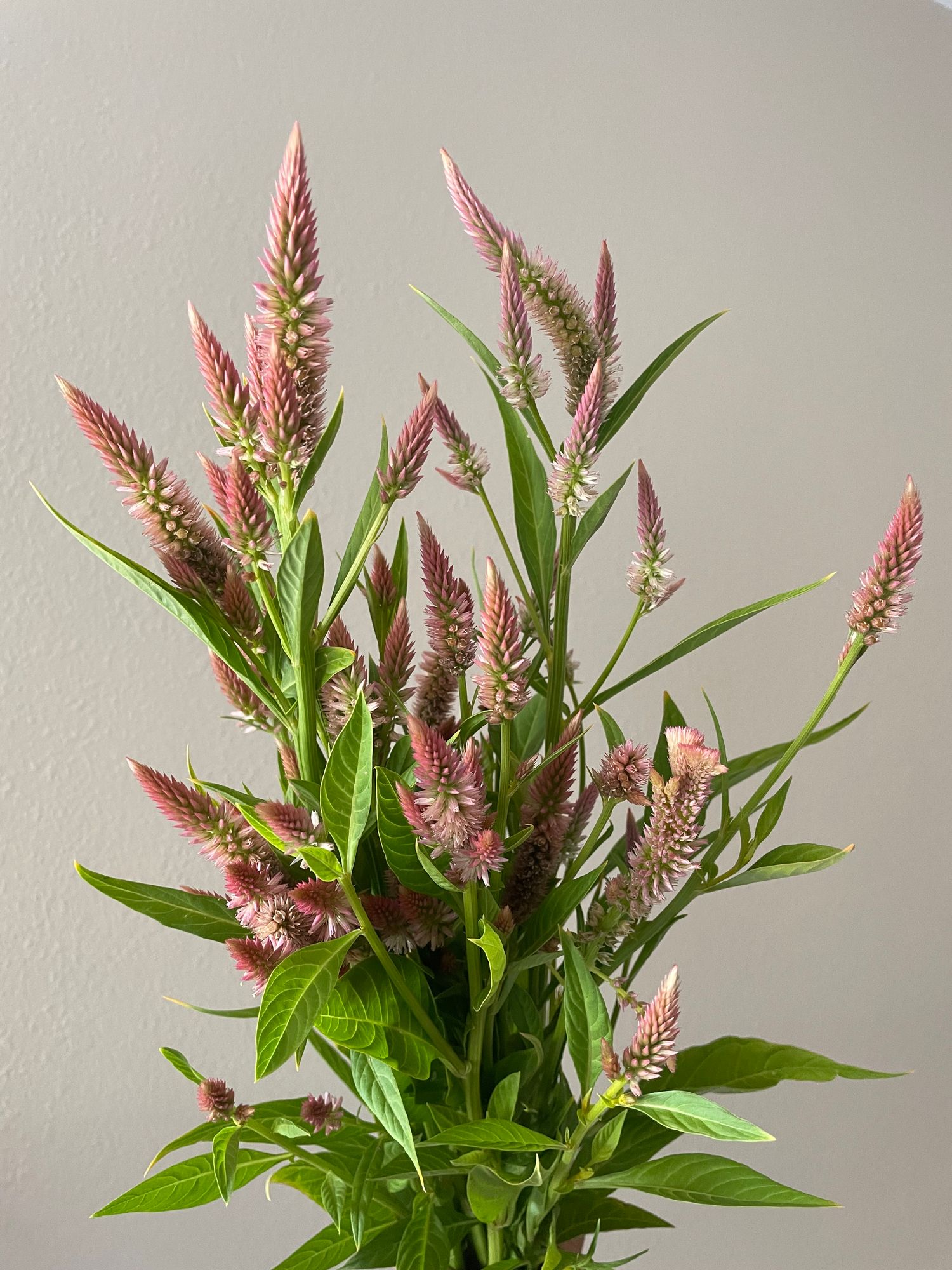 CELOSIA argentea spicata Celway Terracotta