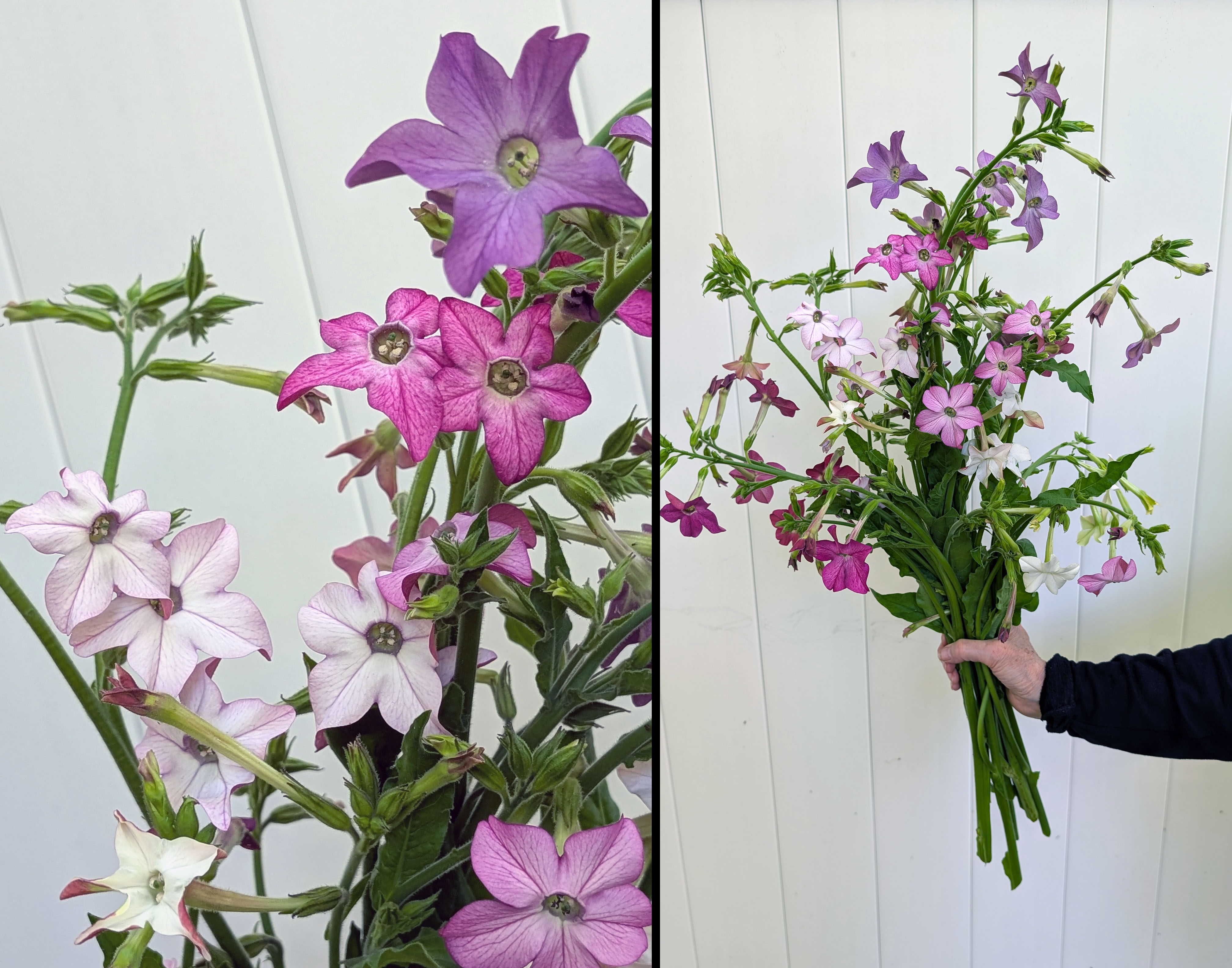 NICOTIANA alata Grandiflora