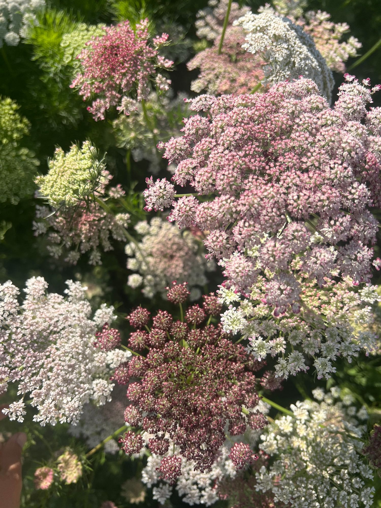 DAUCUS carota Dara