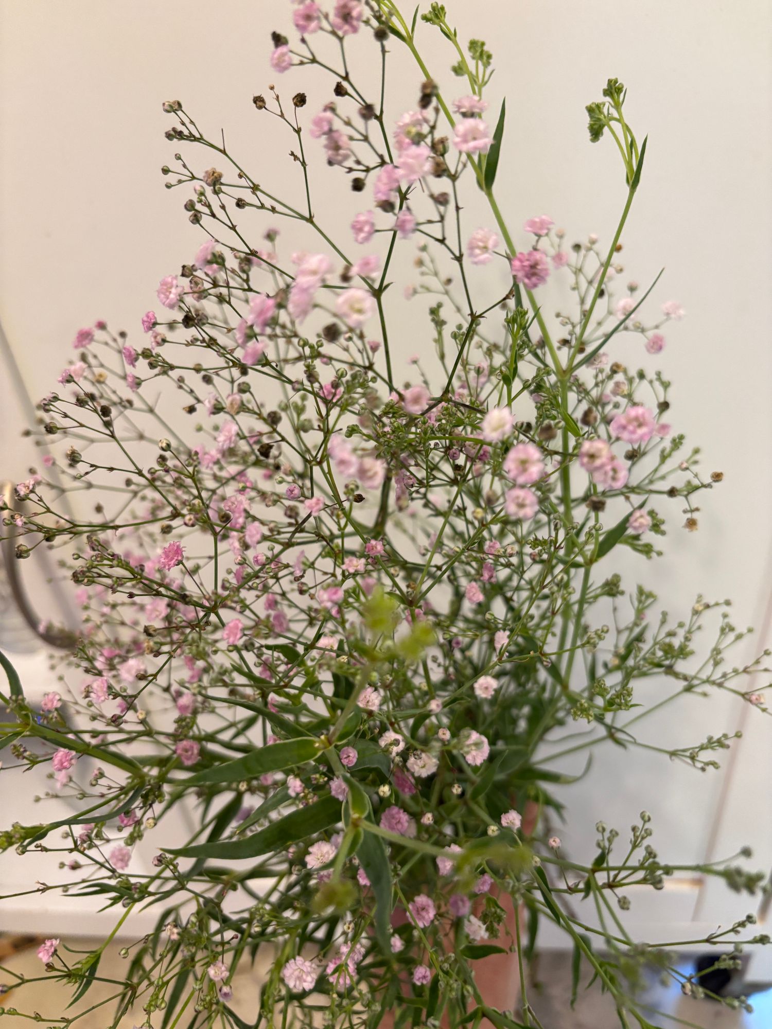 GYPSOPHILA paniculata