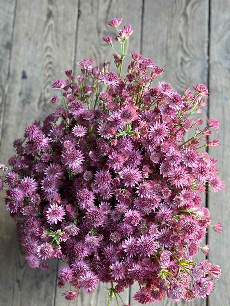 ASTRANTIA major
