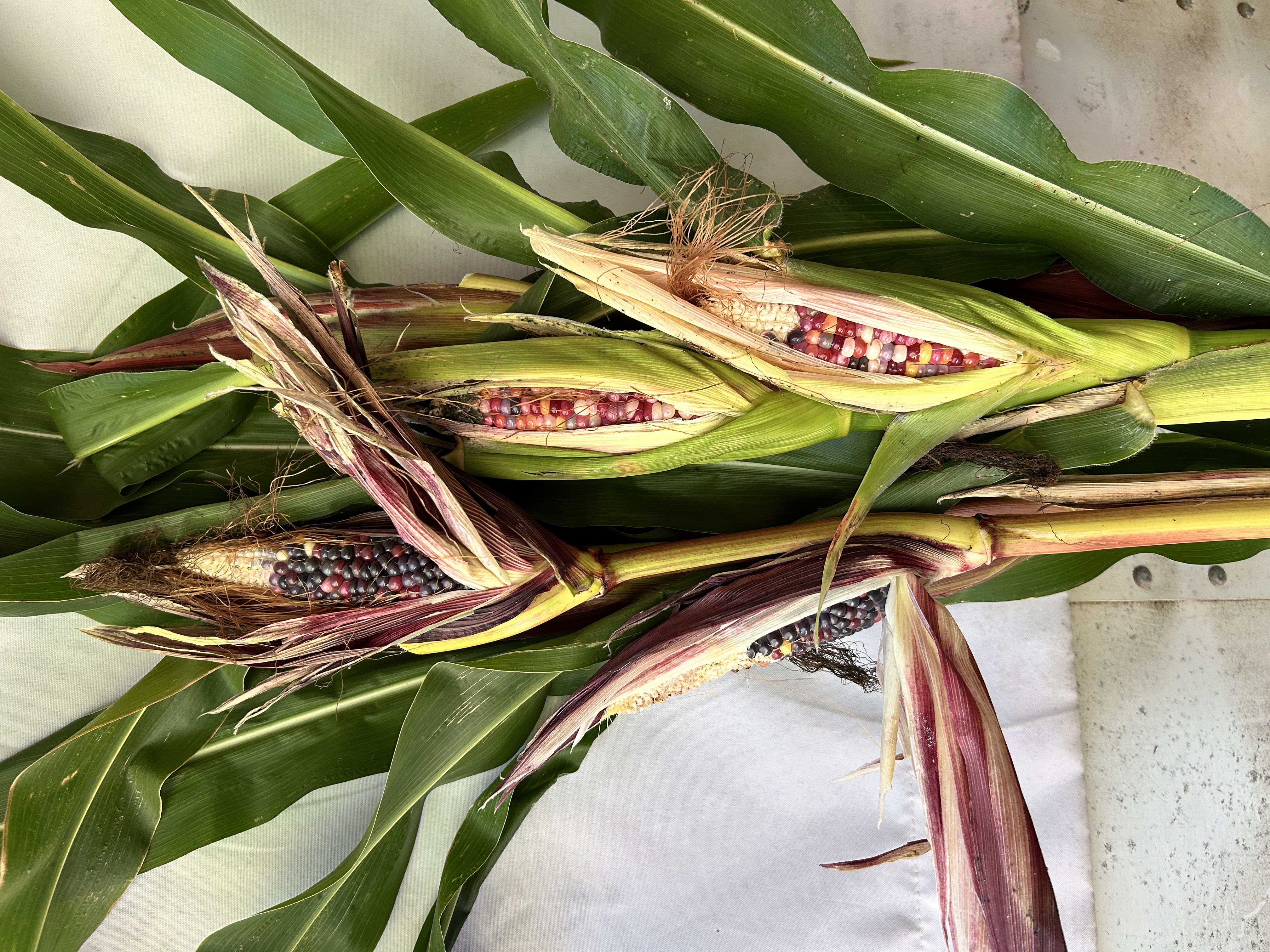 ZEA mays