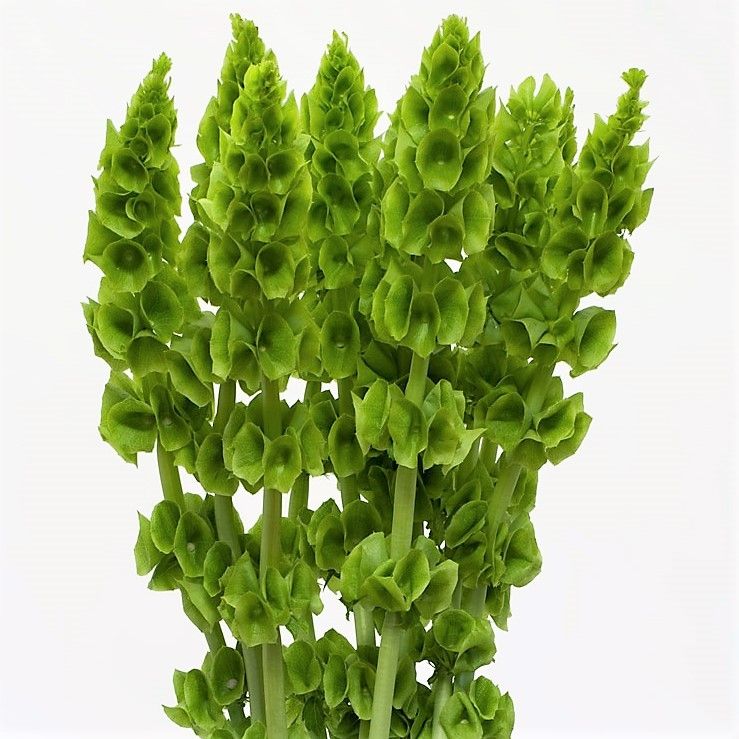 MOLUCCELLA laevis
