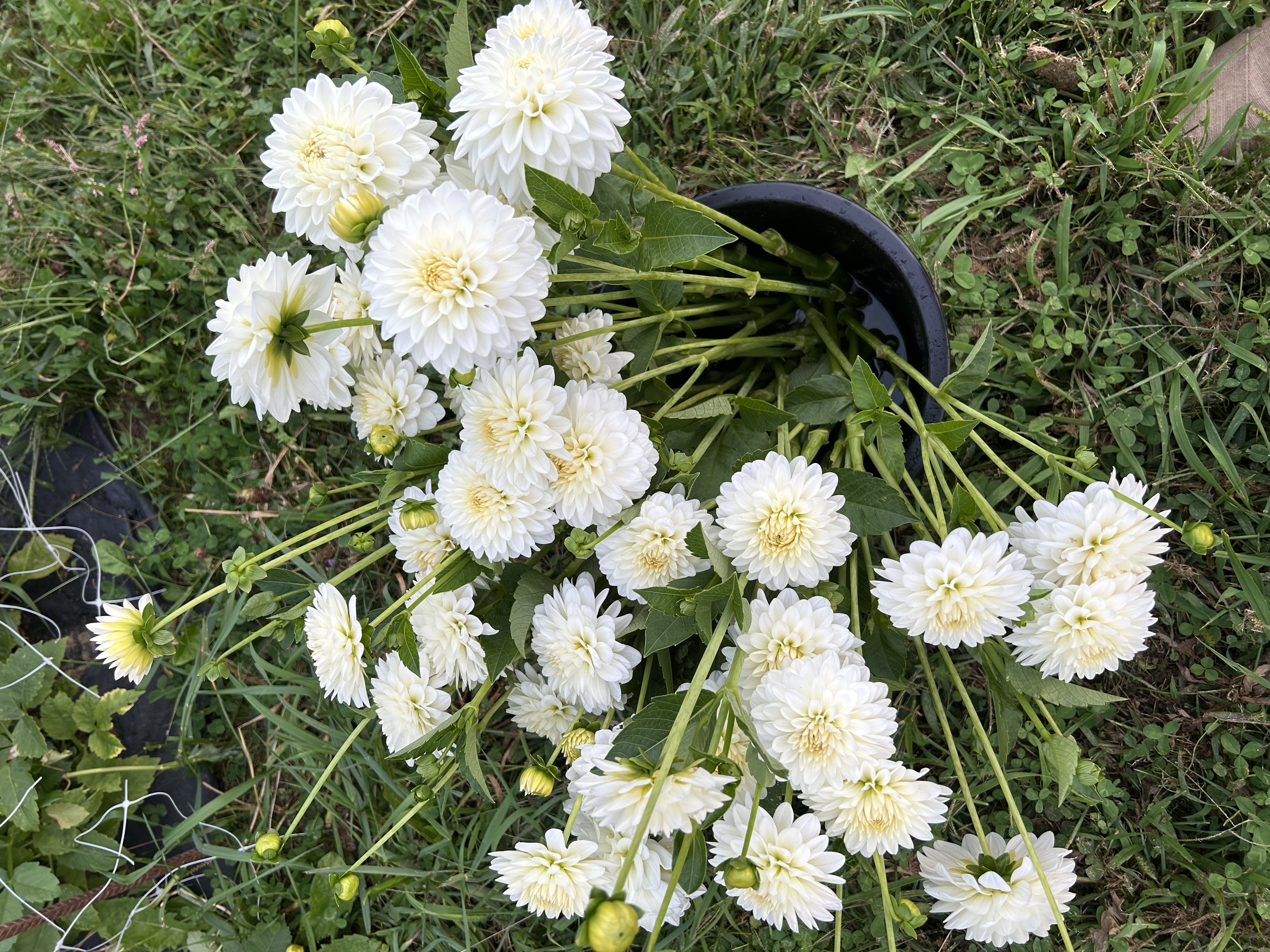 Dahlia Bucket: Whites