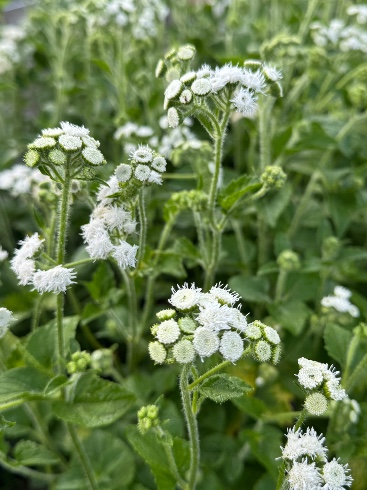 AGERATUM houstonianum White Bouquet