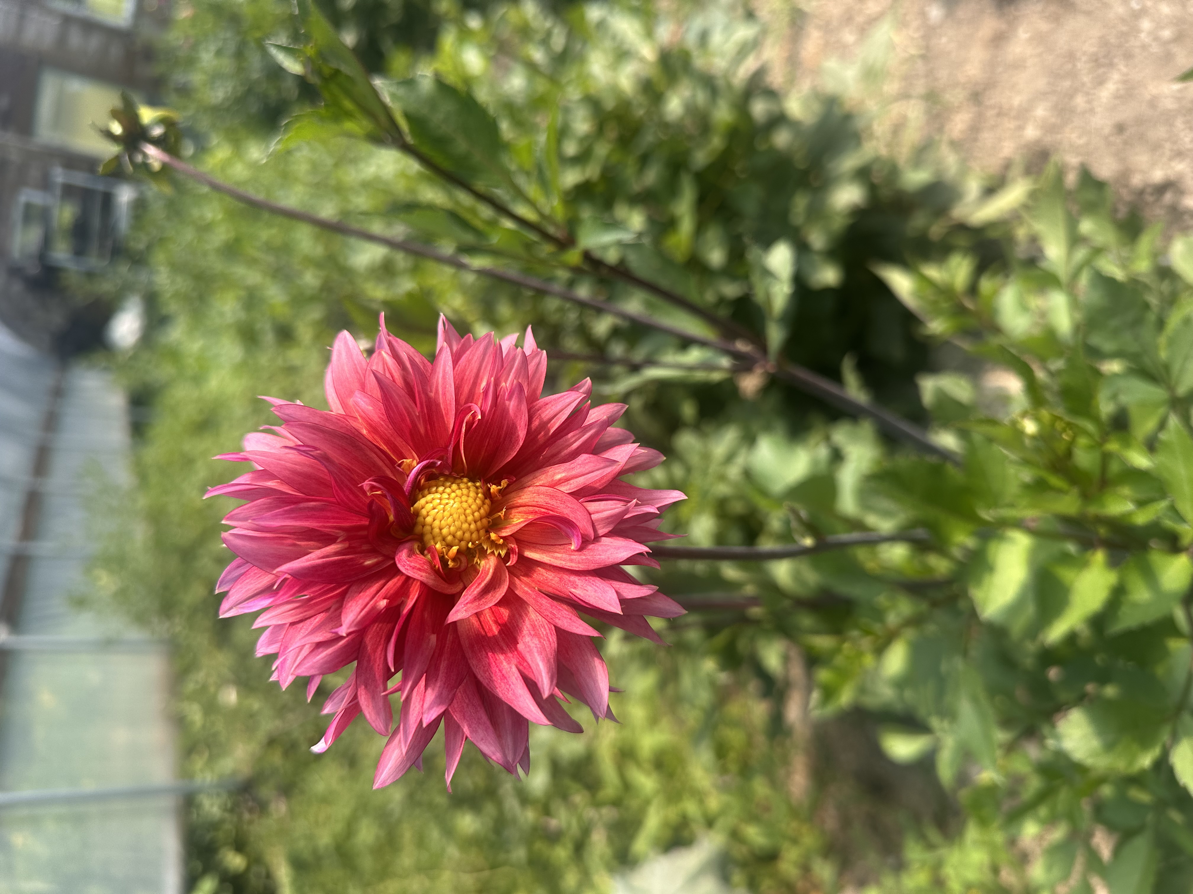 DAHLIA Sonic Bloom