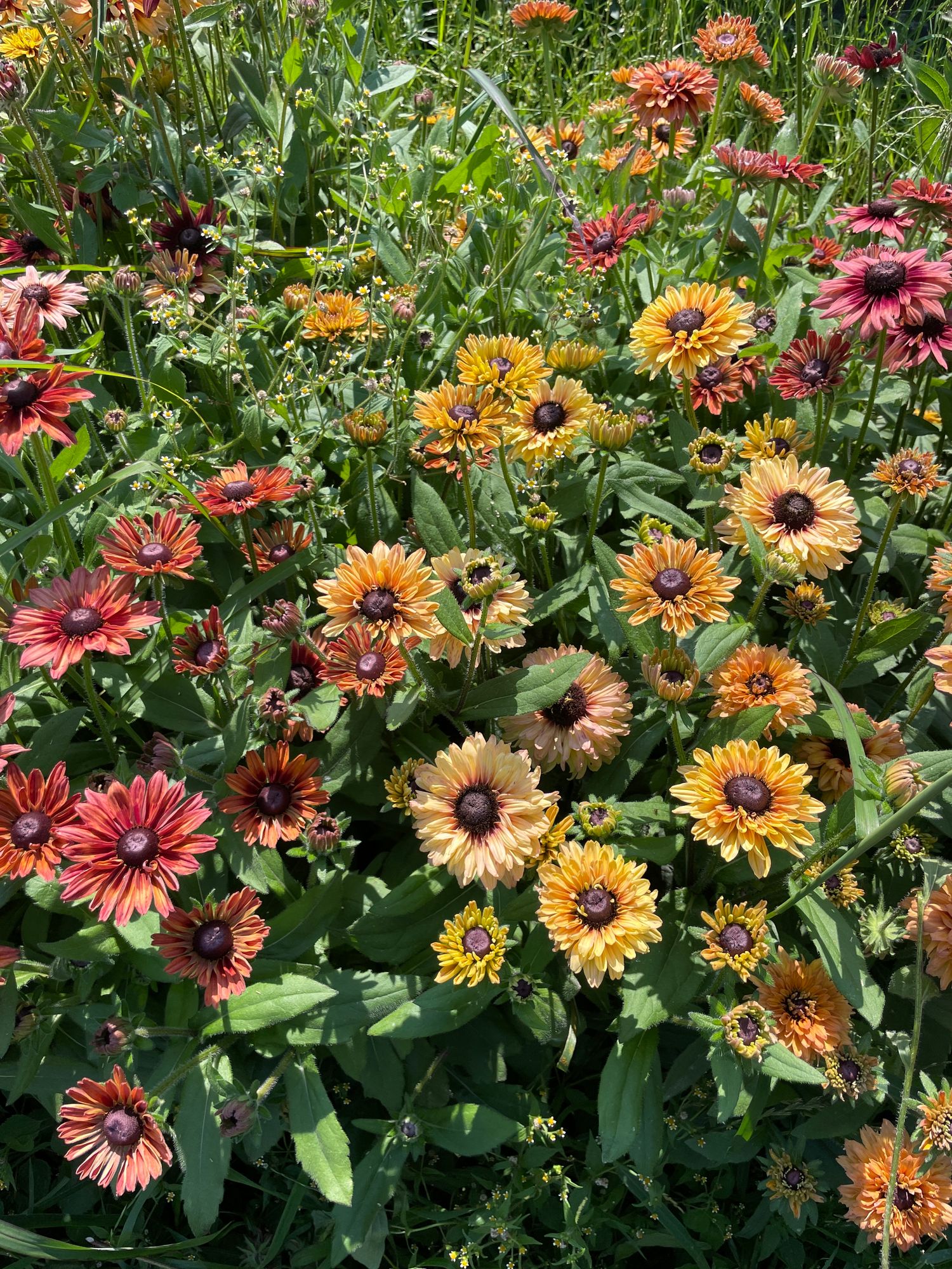 RUDBECKIA hirta Sahara