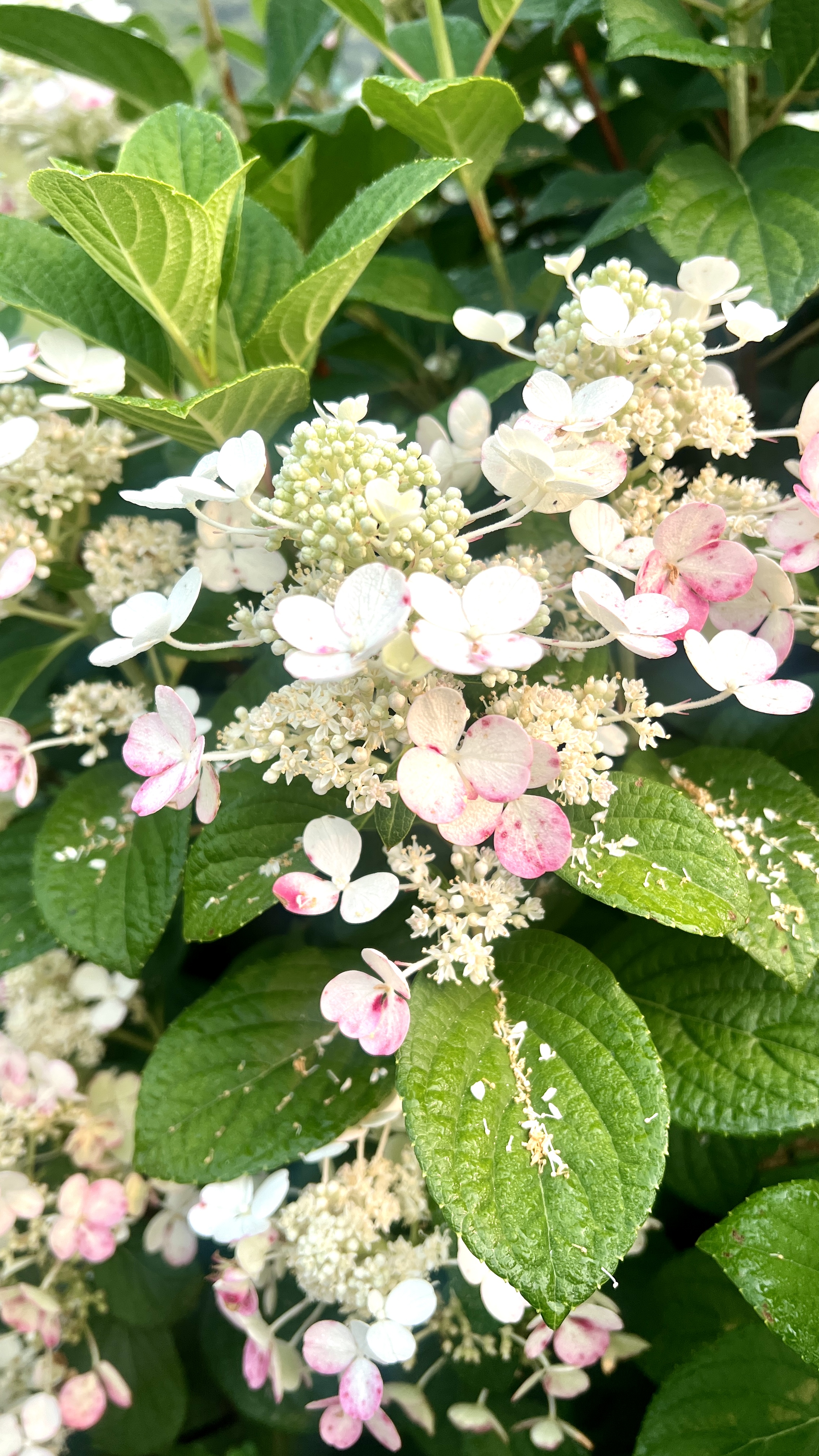 HYDRANGEA paniculata Quick Fire