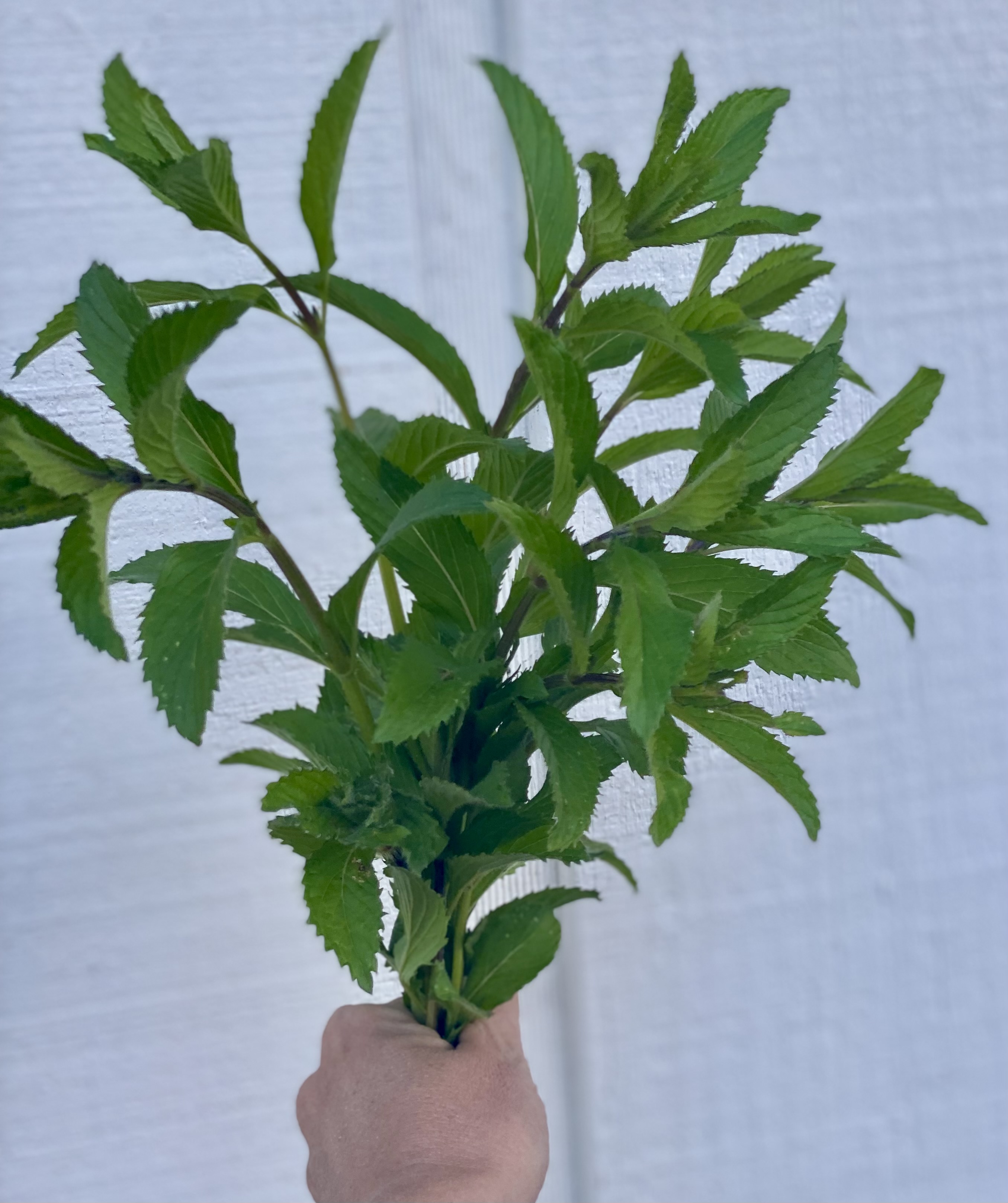 MENTHA longifolia