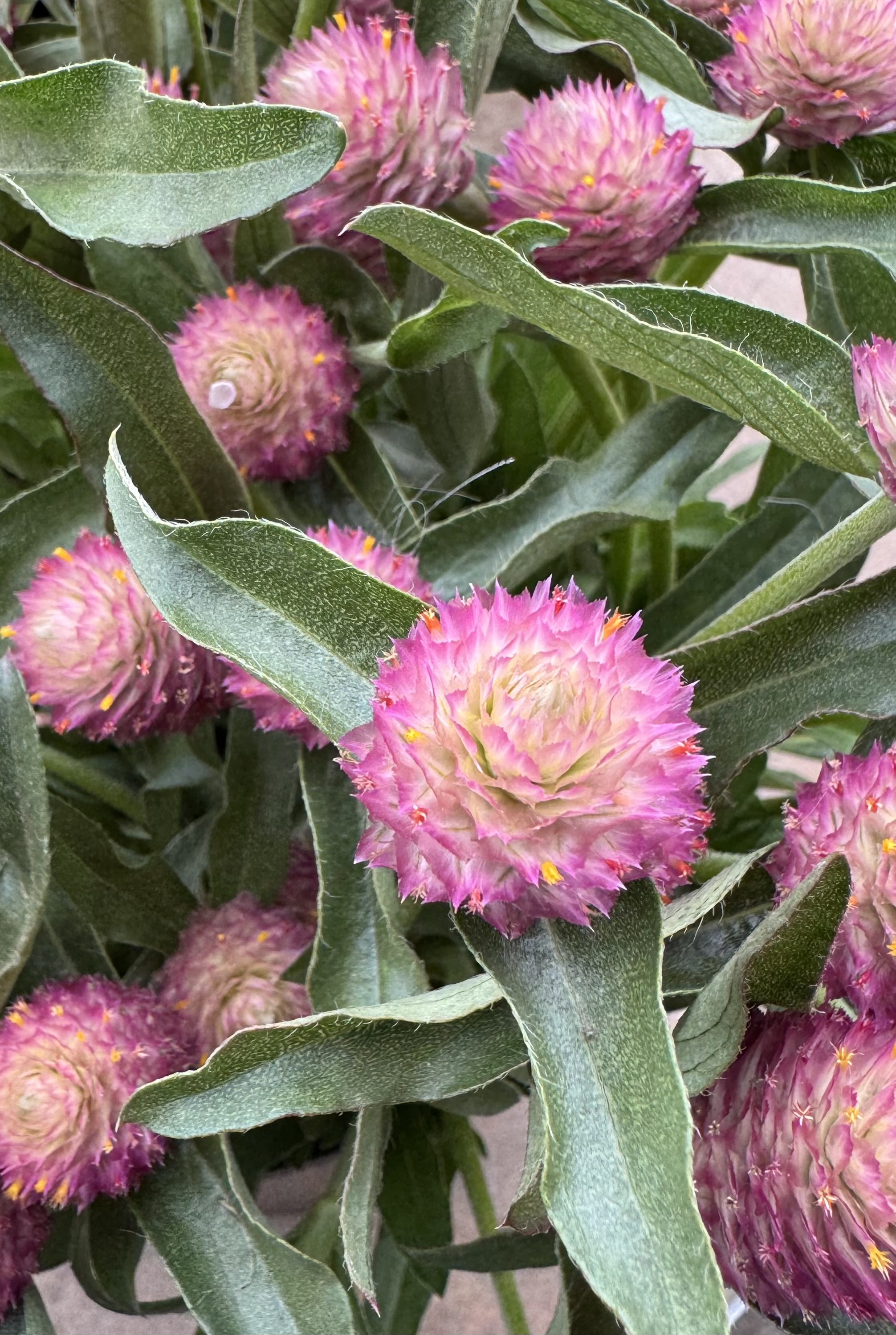 GOMPHRENA haageana Sequin