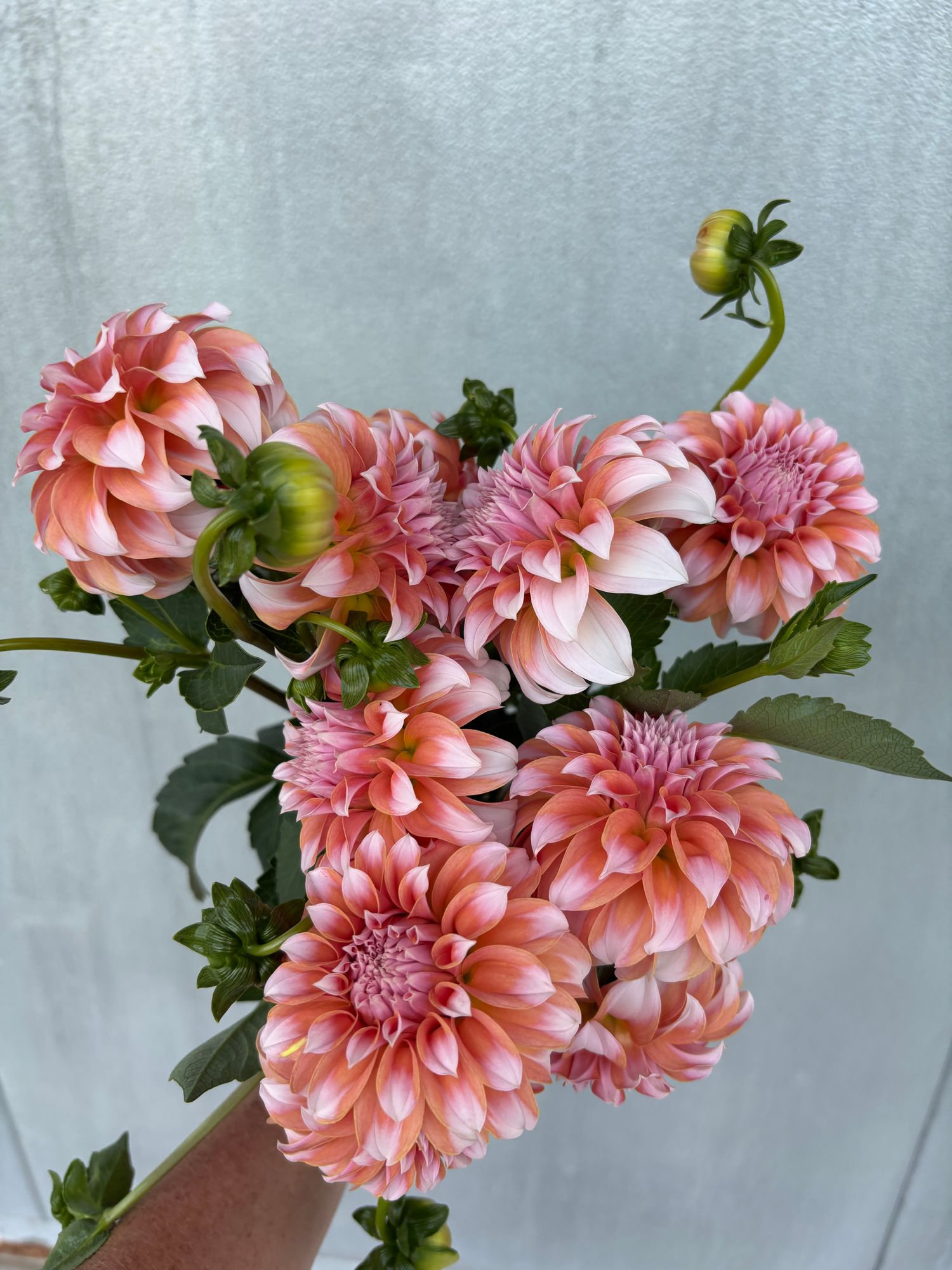 DAHLIA Peaches n Cream