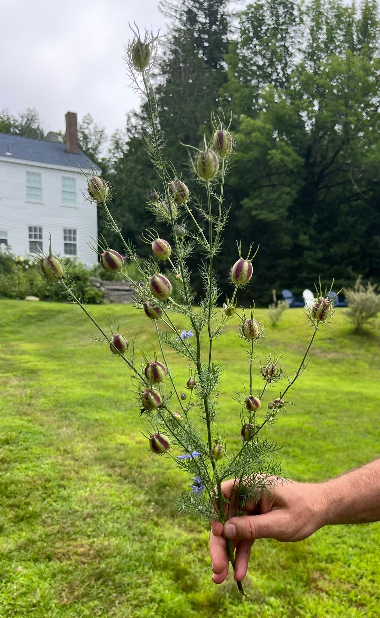 NIGELLA damascena Albion