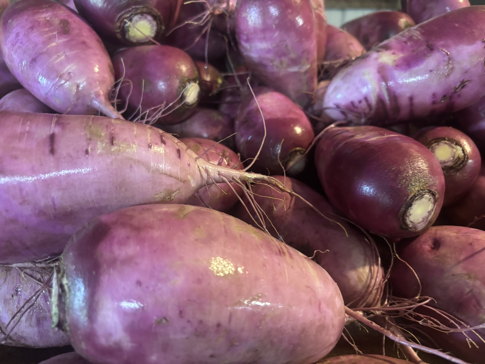 Organic Radish, Purple Daikon
