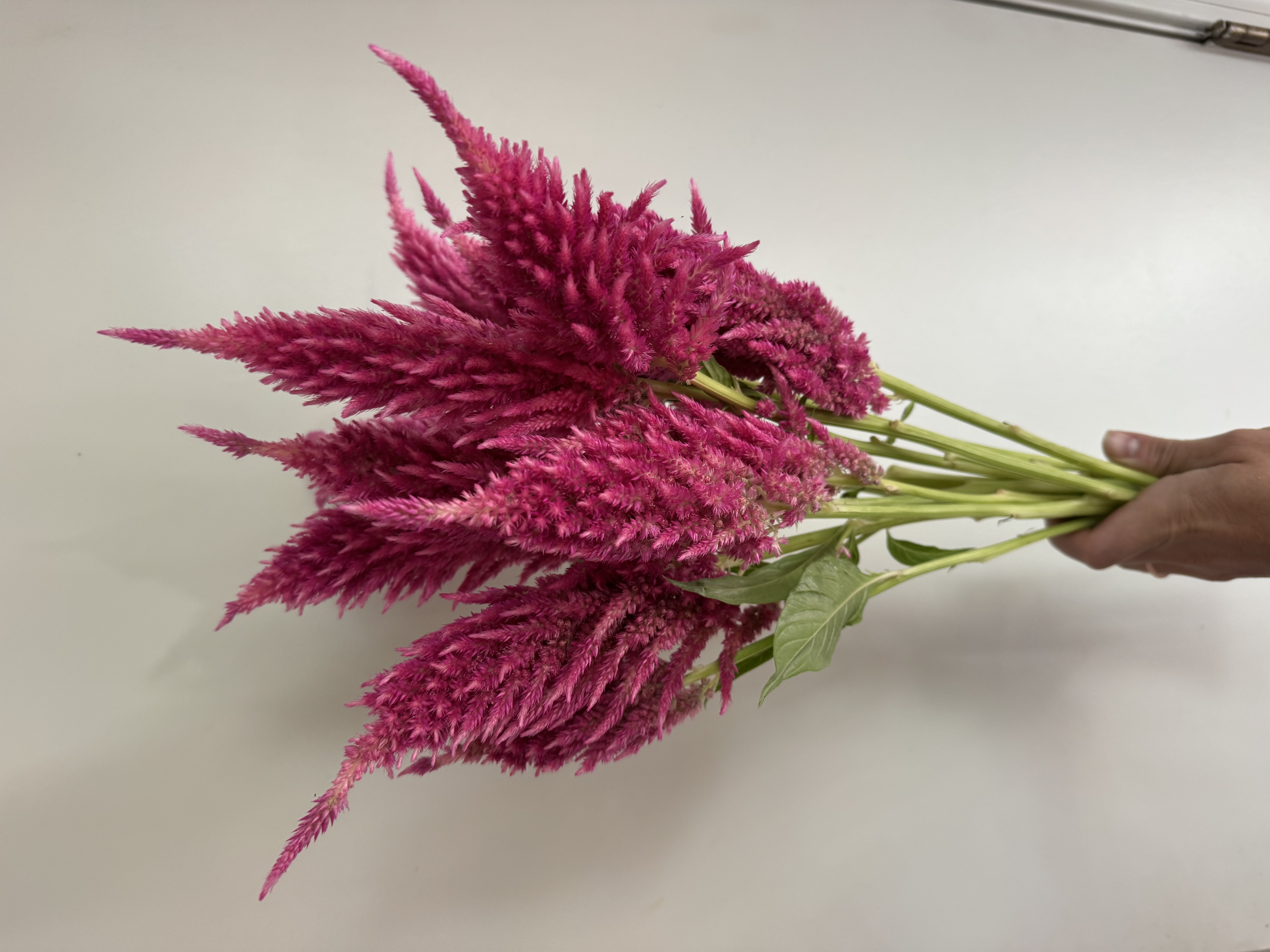 CELOSIA argentea var. plumosa Sunday Bright Pink
